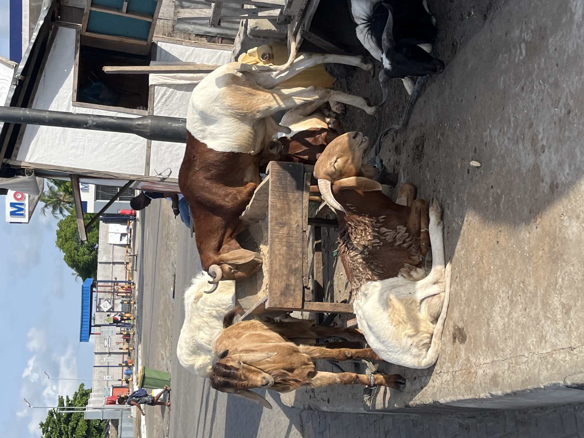 The image depicts a group of goats resting on a concrete surface in Badagry, Nigeria. There are approximately six goats of varying colors (white, brown, and black) near a makeshift wooden structure. A wooden feeding trough sits among them. In the background, a street scene includes buildings, trees, and a person walking. A blue "MO" sign is visible on a structure to the left.