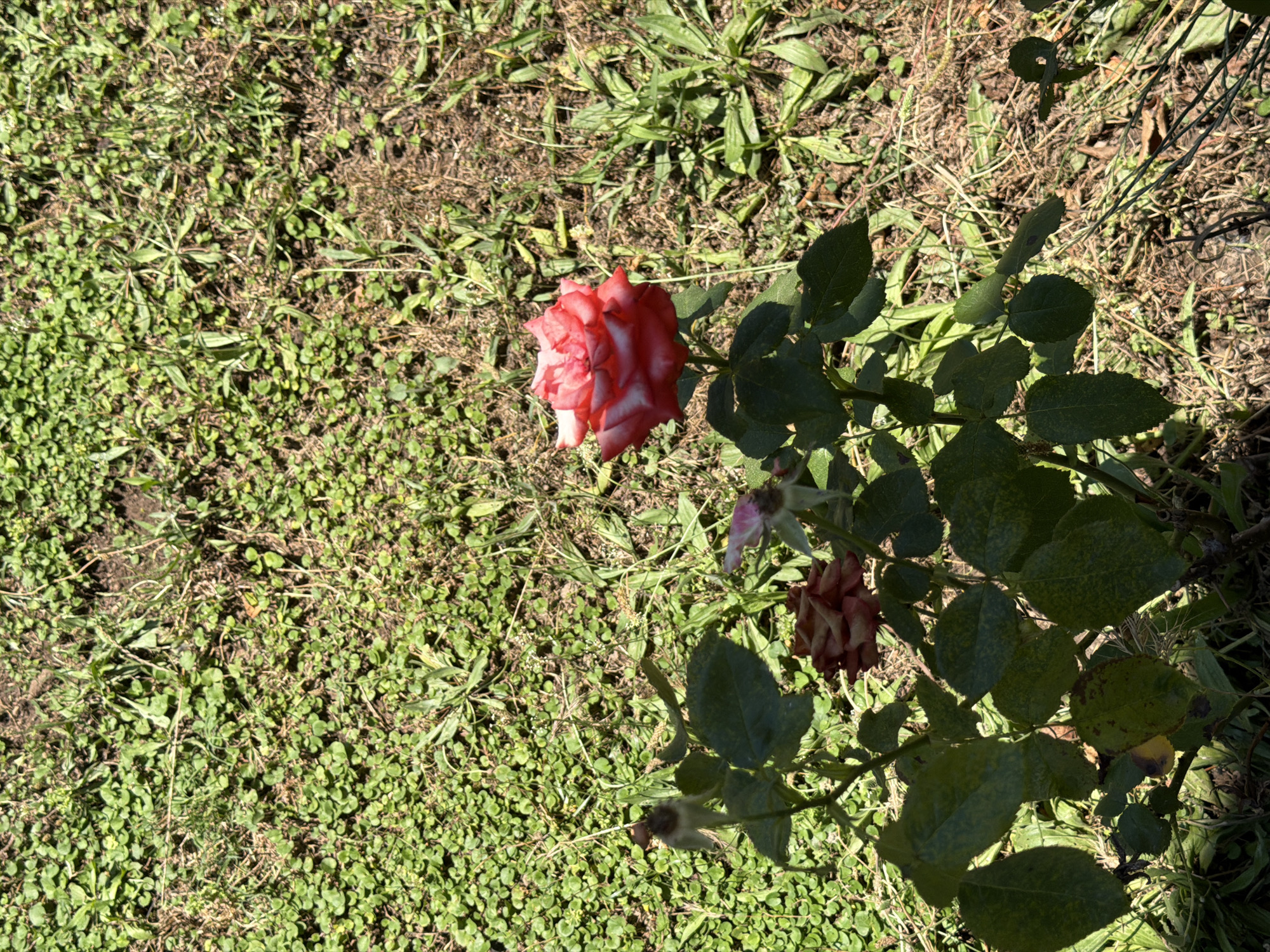 A single, vibrant rose, primarily red with white edges, blooms prominently in the center of the frame, its petals slightly unfurled. The rose is situated amidst a cluster of rose stems and leaves, some of which appear to be wilting or past their prime. A faded brown rose is visible to the left of the main bloom, and a pinkish-white rosebud is further to the left. The rose bush is surrounded by a textured ground cover of green clover and patchy dry grass. The scene is illuminated by bright sunlight, casting distinct shadows. The location is an outdoor environment.