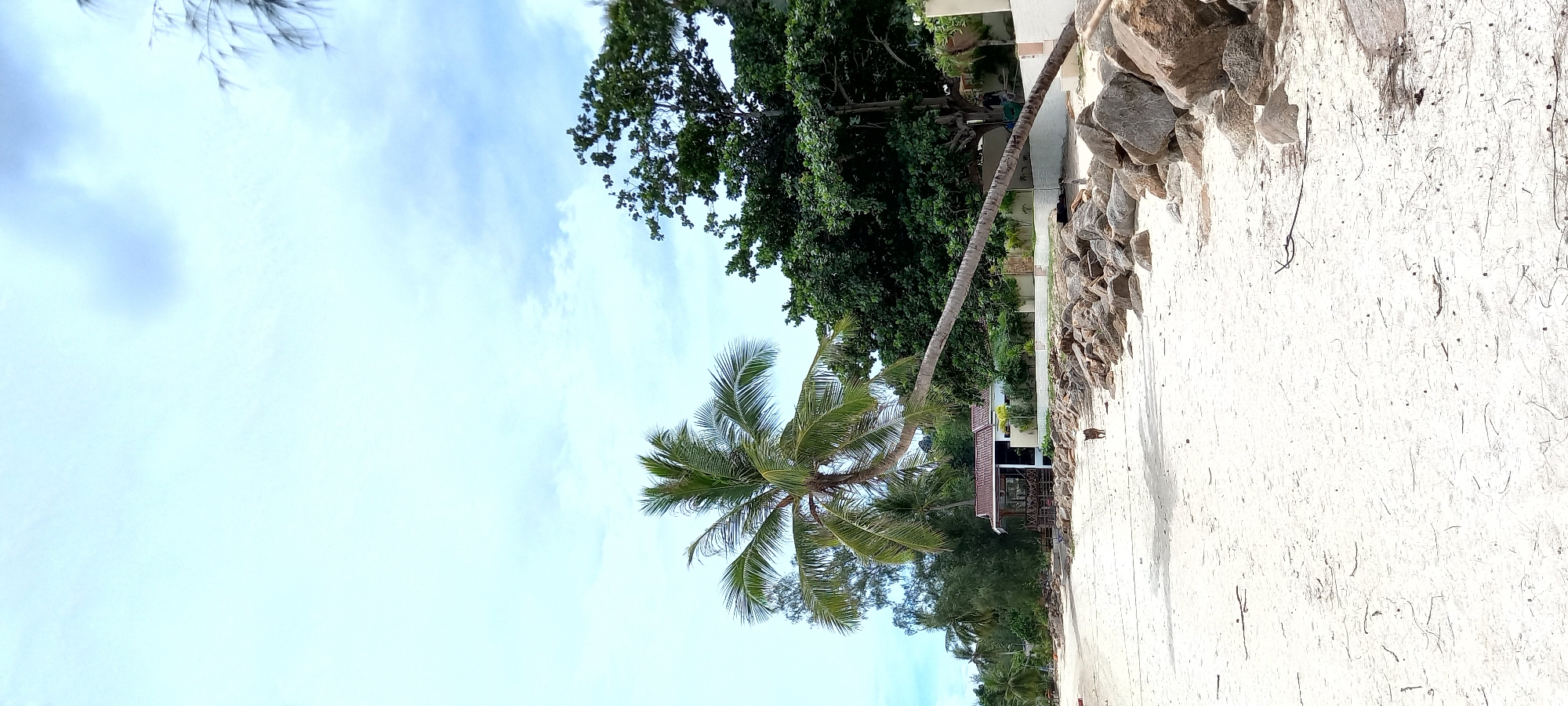 The image depicts a coastal scene in Baan Chaloklum, Thailand. A palm tree is positioned to the left of the frame, with its trunk extending towards a building obscured by foliage. The ground is white sand, with a line of rocks separating it from the building area. Lush green trees are present in the background. The sky is light blue with scattered clouds. A small bird is visible on the sand near the rocks.