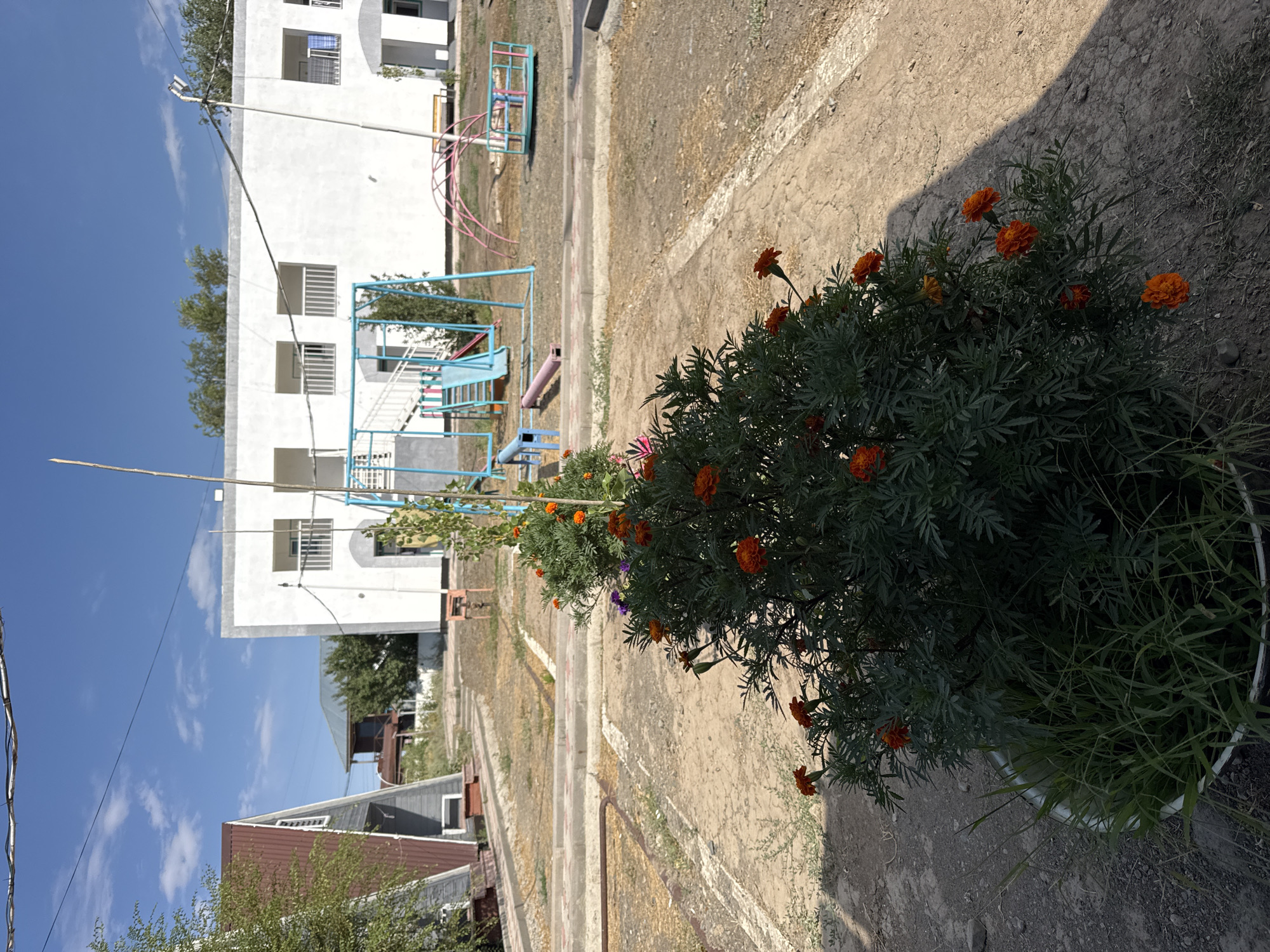 The image depicts an outdoor scene in Zharbulak, Kazakhstan. In the foreground, a potted plant with vibrant orange marigolds is prominently displayed. Behind the flowers, a dirt path bordered by concrete dividers leads towards a white, two-story building. To the left of the building, a red-roofed, A-frame structure is visible. The background features a clear blue sky with scattered clouds. A children's playground with a slide, swings, and a merry-go-round is situated in front of the white building. The overall environment appears to be a residential or communal area, possibly a school or playground, characterized by open space, vegetation, and recreational equipment.
