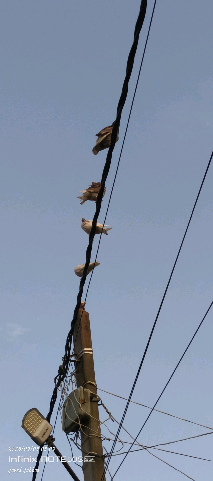 Four pigeons are perched in a line on a thick black wire, against a clear blue sky. The pigeons are of two colors, one is white and the other three are brown and white. The wire is suspended from a wooden utility pole, which is also visible in the image. The pole has several other wires attached to it, as well as a light fixture and an electrical box. The bottom left corner of the image displays a watermark that reads "2026/09/08 08:09 Infinix NOTE 50S SG+ Javed Jabbar". The image appears to be taken in Bahera, India, though this information is not explicitly stated within the visual content itself.