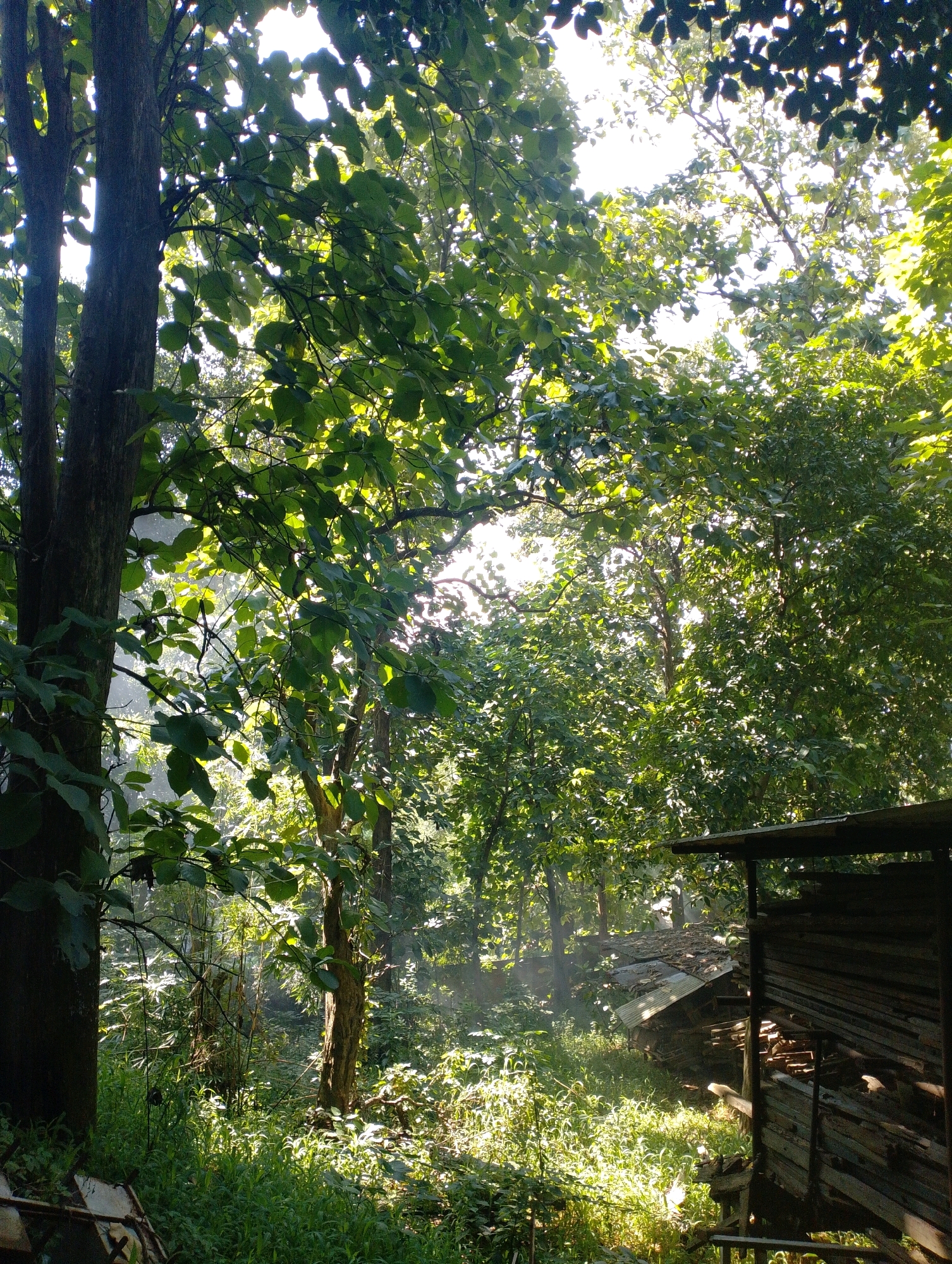 This image depicts a densely wooded area with sunlight filtering through the leaves. In the foreground, on the left, is the trunk of a large tree. To the right, a rustic, makeshift structure is visible. The structure is constructed from wood and corrugated metal and appears to be a shed or storage area. Piles of lumber are stacked within and around it. The ground is covered in lush green vegetation, with some areas illuminated by direct sunlight, creating dappled patterns. A light haze or mist is present in the middle ground, suggesting humidity or possibly smoke. The overall impression is of a natural, somewhat untamed environment, possibly on the outskirts of a rural or semi-rural area. The image does not contain any people or discernible city landmarks that would specifically place it in Dispur, India.