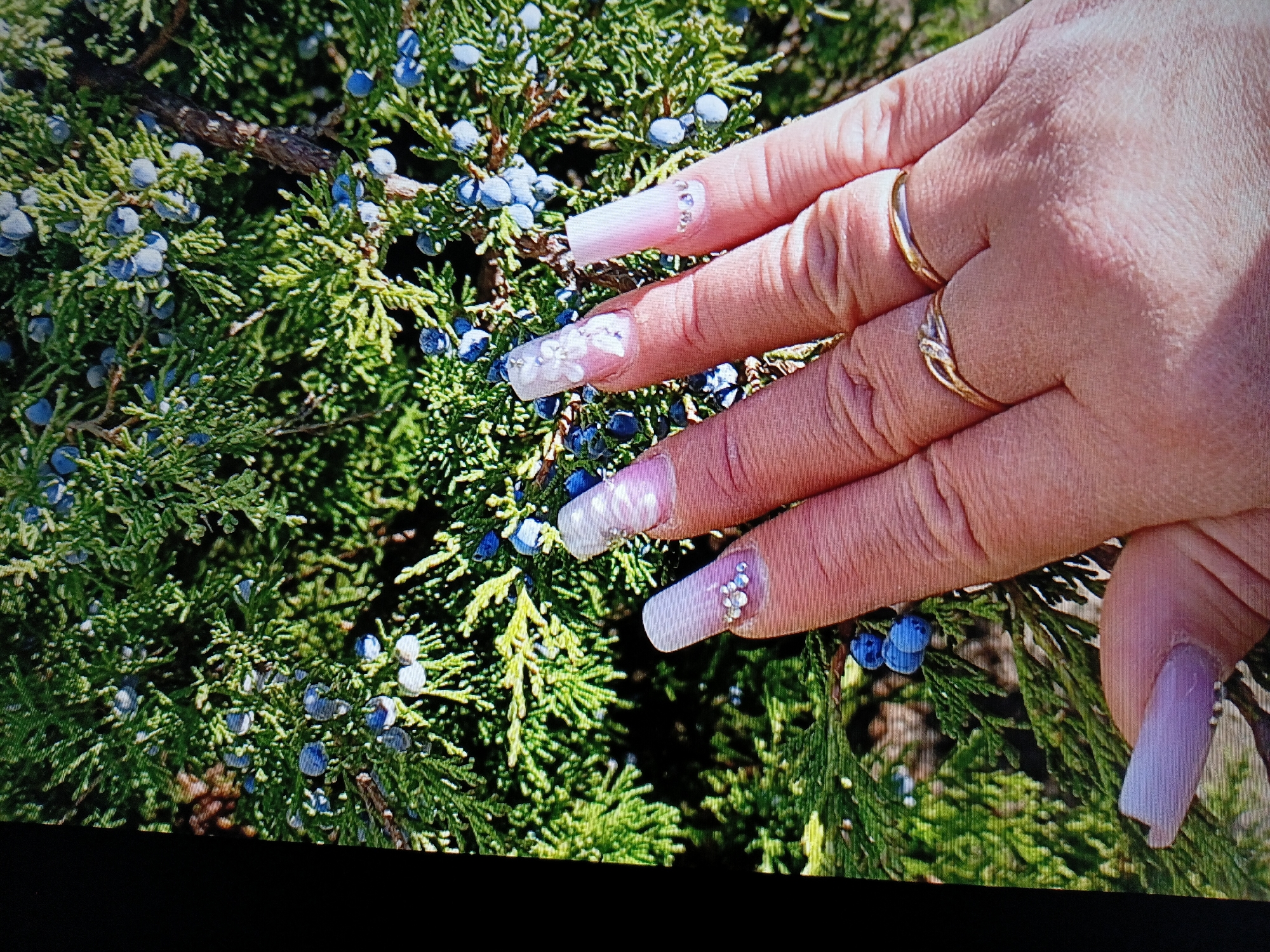A close-up, slightly angled shot focuses on a person's hands adorned with long, light-pink acrylic nails decorated with rhinestones and floral accents. The hands are positioned in front of a dense evergreen shrub bearing numerous small, dark blue berries. The background is filled with the texture of the needles and berries of the shrub. Two gold rings are visible on the person's fingers. The image appears to be taken outdoors in natural light. The location in Tiraspol, Moldova, is not discernible from the visual information present in the image.