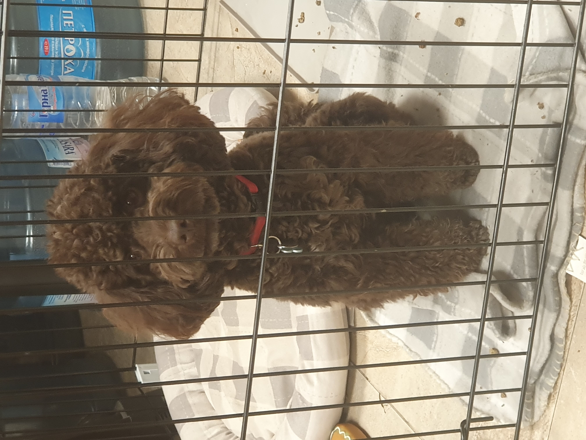 A brown, curly-haired dog, possibly a poodle mix, is seen resting inside a metal dog crate. The dog is lying down on a gray and white striped blanket or mat and is wearing a red collar with a silver tag. Its eyes are partially visible, suggesting it might be dozing.
The crate is placed indoors on a light-colored tiled floor. Scattered small brown pieces, possibly kibble or dirt, are visible on the blanket and the floor outside the crate. To the left of the crate, several plastic water bottles are visible through the bars. A large bottle with a blue label clearly shows "ПЕТРОХА" (Petroha) and "ПРИРОДНА" (Natural) in Cyrillic script. Below it, other smaller bottles are present; one label partially reads "ГОРНА" (Gorna), and another appears to have "ASIRA" written on it. A small, orange and white patterned object, possibly a toy or chew, is partially visible on the floor near the bottom right of the crate. The dog appears calm and relaxed. The Cyrillic text on the water bottles aligns with the provided context of Plovdiv, Bulgaria.