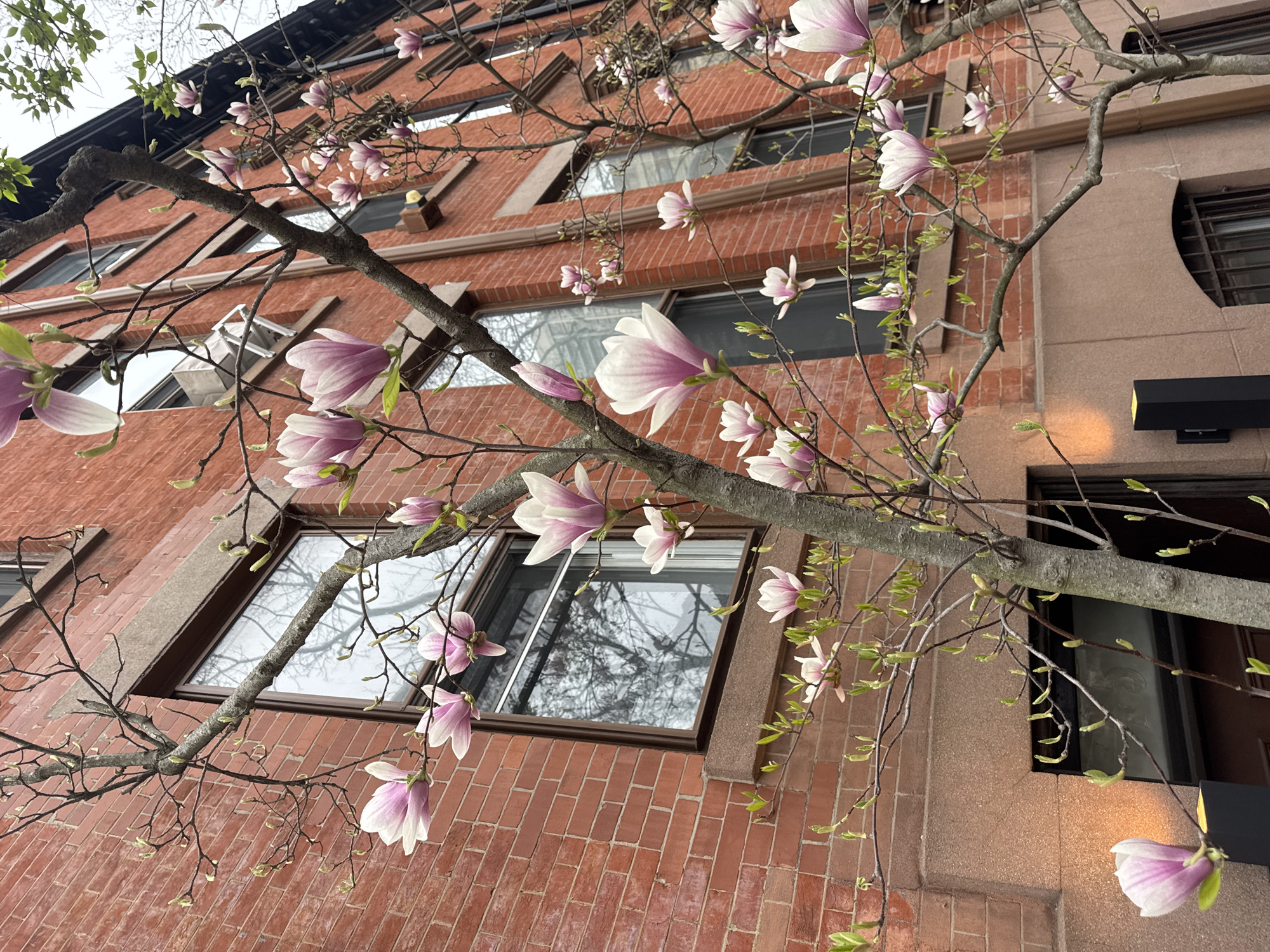 The photograph depicts a street scene in New York City, showcasing a blooming magnolia tree in front of a brick building with several windows. The tree's branches are adorned with pink and white magnolia blossoms, some of which are in full bloom, while others are still buds. The building is constructed of red brick, with windows arranged in a symmetrical pattern. The right side of the building, appearing to be a different section, is light-colored and has a black rectangular light fixture. The weather appears to be overcast.