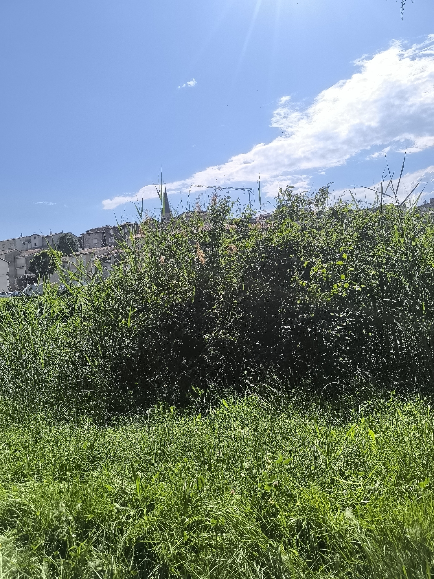 The image shows a view of Chézenas, France, on a sunny day. In the foreground is a patch of tall green grass. Behind the grass is a dense area of taller grasses and bushes, obscuring much of the view. Above these, the rooftops and some walls of houses are visible against a blue sky with scattered clouds. A tall church spire can be seen rising above the buildings. The sun is bright in the upper right of the frame.