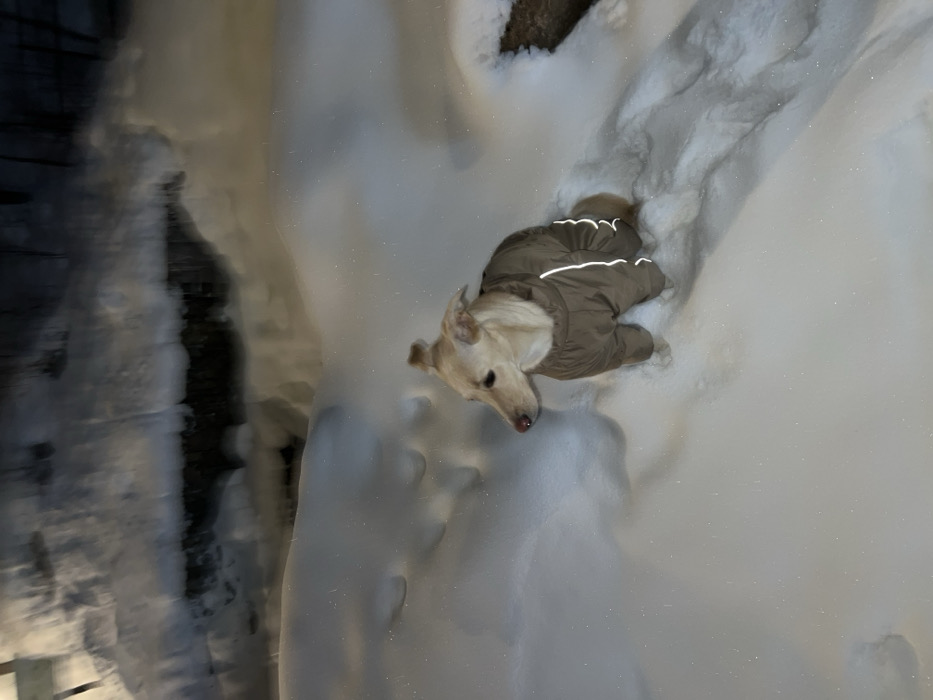 The image depicts a light-furred dog, identified by the user as being in Krasnoyarsk, Russia, positioned in a deeply snow-covered outdoor environment at night or under low light conditions. The dog, which appears to be of medium size with erect ears, is wearing a dull brown or olive-drab insulated winter coat featuring two vertical reflective stripes on each side. It is situated with its lower body partially submerged in undisturbed white snow, appearing to be either sitting or standing still. The dog's head is turned to its left, with its gaze directed slightly downward and off-camera. The background is significantly blurred, showing mounds of snow and darker, indistinct shapes in the upper portion, suggestive of either distant vegetation, structures, or an obscured landscape. Artificial light sources illuminate the scene, casting bright reflections off the snow's surface, and numerous small, glinting particles, likely ice crystals, are visible across the snow. No other individuals or animals are present within the frame.