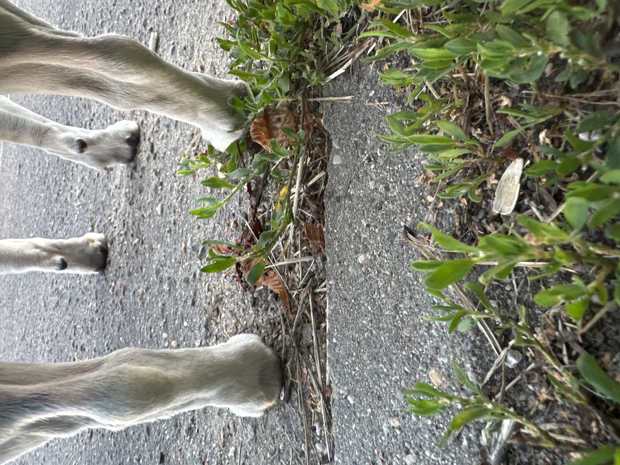 The image shows the lower legs and hooves of two white animals, possibly horses or ponies, standing on a paved surface that appears to be asphalt. There is a raised concrete curb or edge in the foreground, with green vegetation growing around it. The ground is littered with small pebbles and dried leaves. The lighting suggests it is daytime, possibly overcast. The scene appears to be outdoors, in what could be an urban or suburban area. No specific landmarks are visible to identify the location as Minsk, Belarus. The animals' legs are muscular and covered in short, white fur. Their hooves are dark in color. The overall impression is of a calm, still moment captured at ground level.