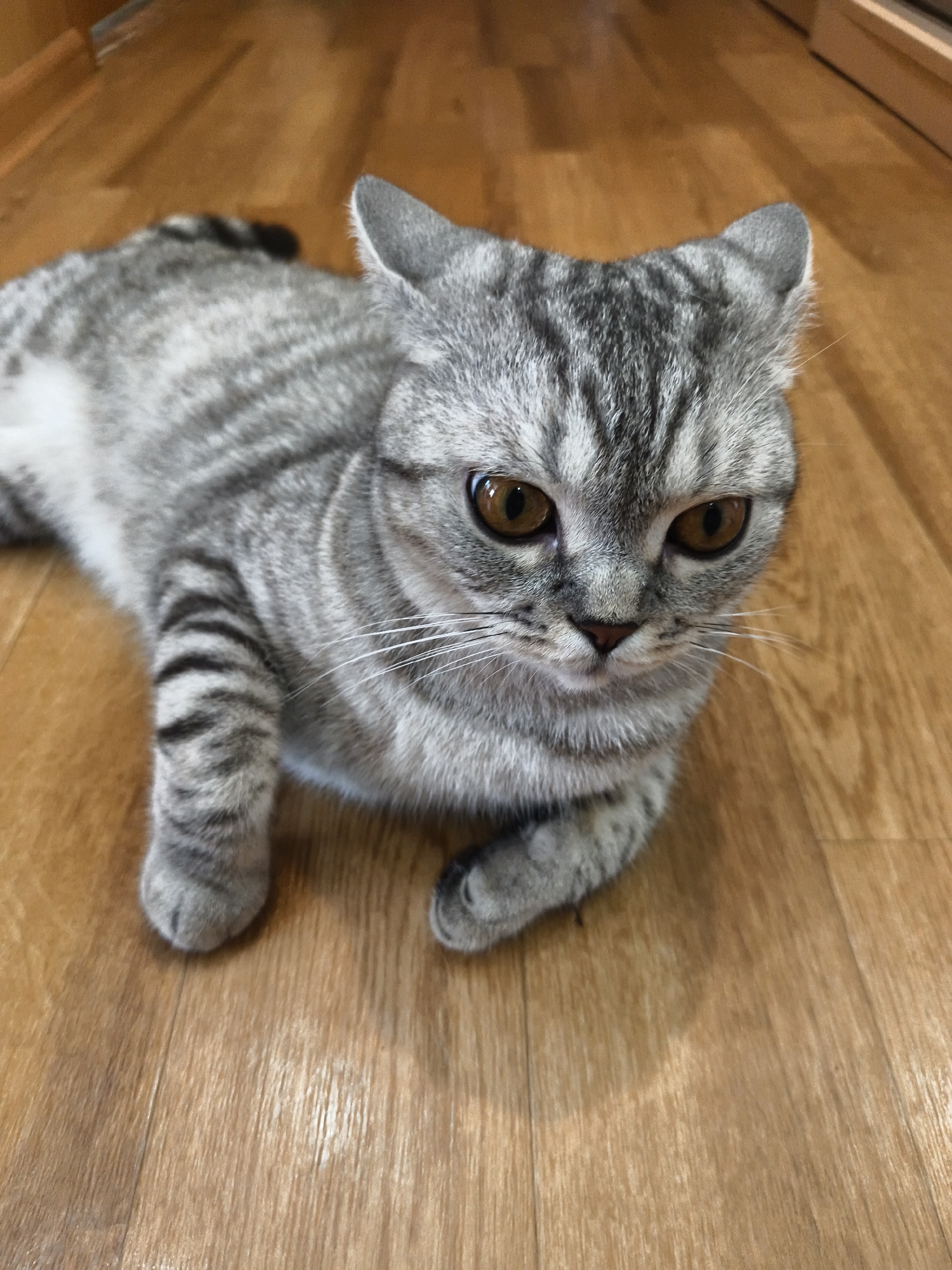 A gray tabby cat with bright copper eyes lies on a wooden floor. The cat's fur has dark stripes and a white chest. The cat is lying on its side, with its head slightly raised and turned towards the camera. The wooden floor appears to be polished and has a warm, light brown color. The lighting in the image is soft and diffused, creating gentle shadows.
