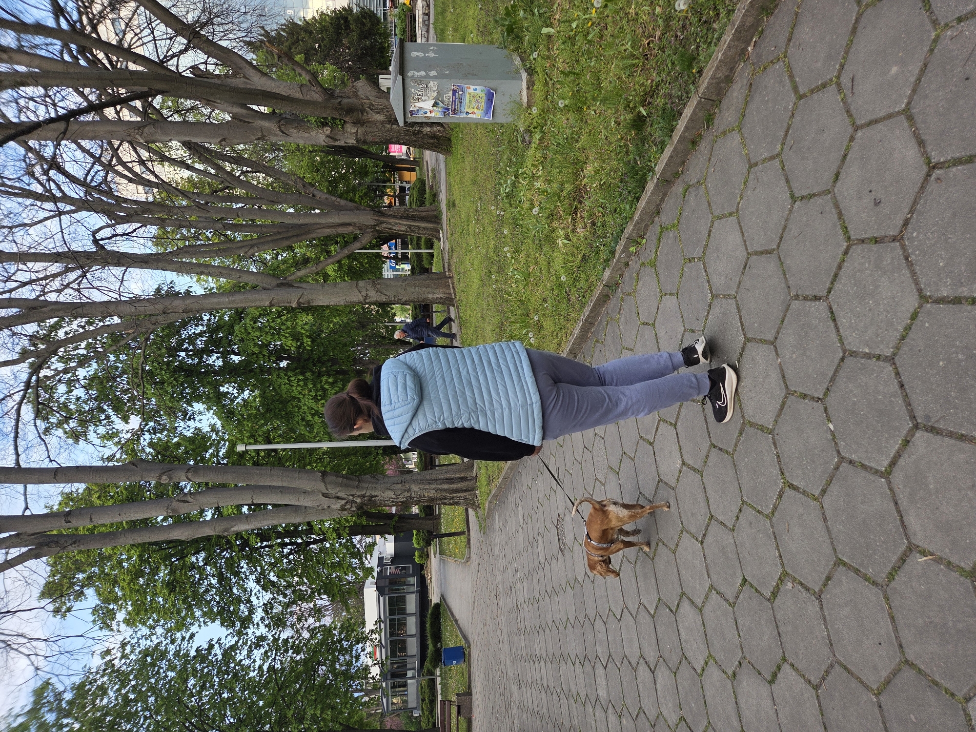 The image, taken in Pleven, Bulgaria, captures a person walking a dog along a paved path in what appears to be an urban park or green space. The scene is viewed from a slightly elevated perspective.
The primary subjects are a person and a small dog. The person, seen from behind, is wearing a light blue puffer vest over a dark long-sleeved shirt, grey trousers, and black and white athletic shoes with a visible Nike swoosh. Their hair is pulled back. They are holding a dark leash attached to a small, light brown dog wearing a harness, walking alongside them on the right.
The path consists of grey hexagonal paver stones, with grass growing in the gaps between some of them. To the left of the path, there is a wide strip of green grass with dandelions, bordered by a row of mature trees, some with bare branches against a bright blue sky and others with dense green leaves. In the mid-ground, another person can be faintly seen walking or sitting under the trees. To the right of the path, another grassy area features a grey utility box or cabinet covered with various posters and flyers, the text of which is mostly unreadable due to distance and resolution. The overall impression is that of a bright, clear daytime outing.