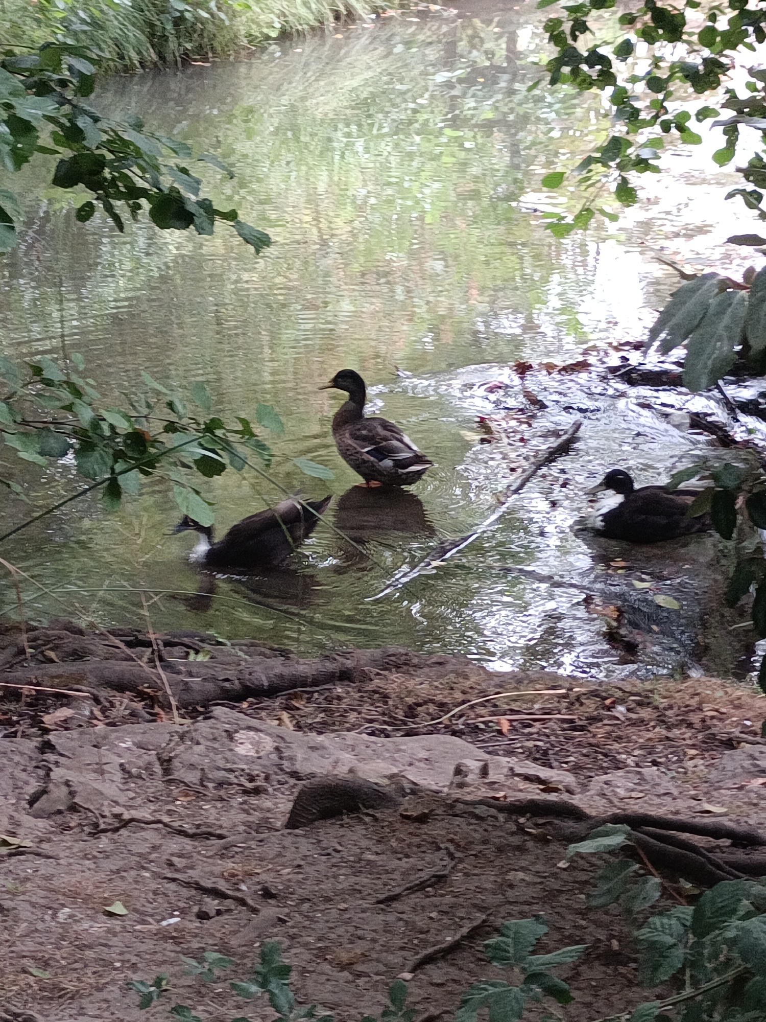 The image shows a body of water, likely a stream or canal, with several ducks present. The water has a green tint and reflections from surrounding foliage. The banks of the water are lined with dirt, exposed tree roots, and vegetation, including some leafy branches hanging over the water.

In the water, there are at least three ducks. One duck, facing right, is larger and darker, with a long neck and beak. Another duck, partially submerged and facing left, is lighter with white markings on its chest and neck. A third duck, to the right of the first, is black with white markings on its chest and belly. The ducks are either swimming or resting near the bank.

The overall environment appears to be natural and somewhat overgrown, suggesting a park or a natural area within or near a city. No specific landmarks or signs of urban infrastructure are visible, making it difficult to pinpoint a precise location within Houlgate, France, without further context. However, the presence of water and vegetation is consistent with natural areas found in or around such a town.