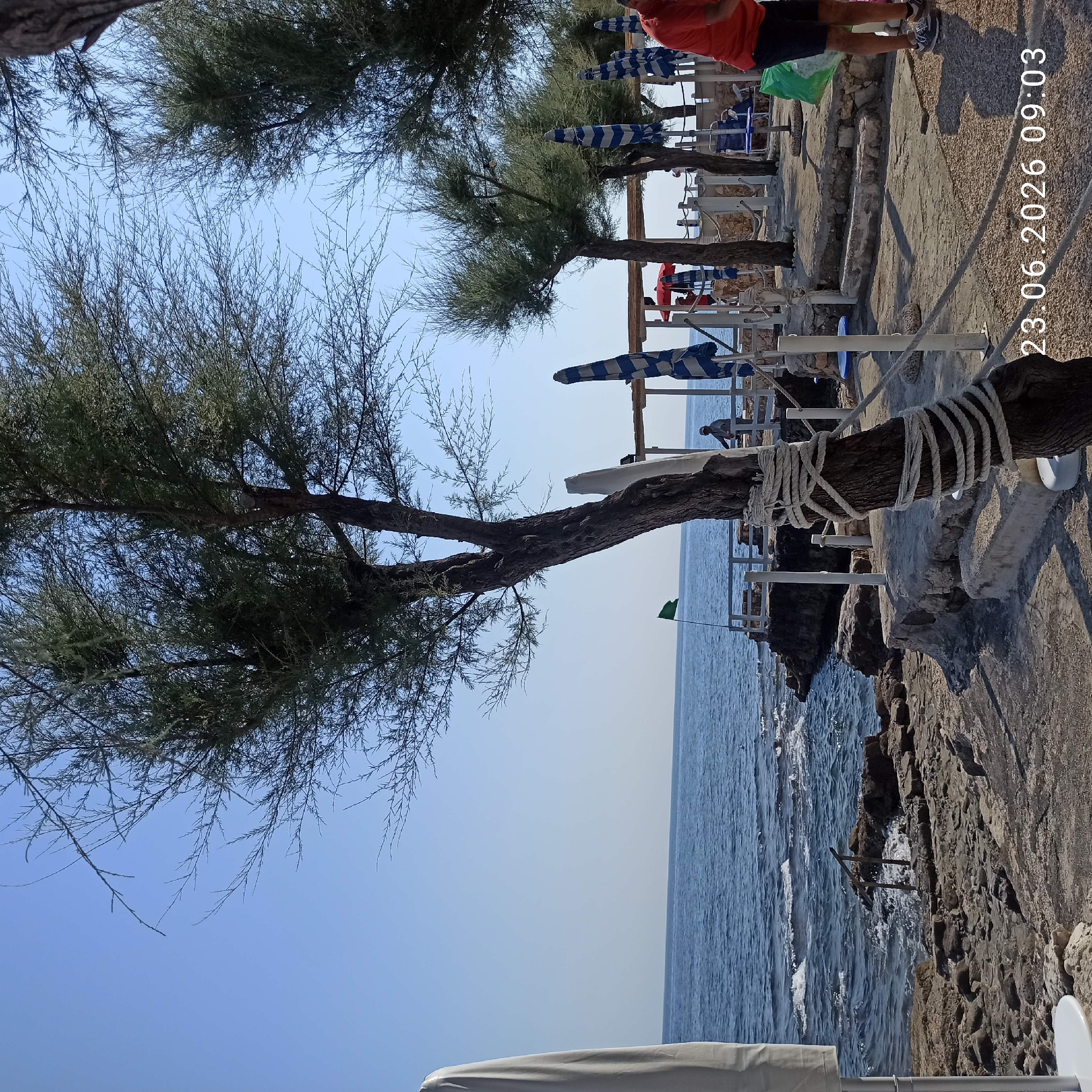 The image depicts a rocky coastline with the sea in the background, under a clear blue sky. In the foreground, a tree trunk is wrapped with thick white rope. To the left, a white beach umbrella pole is visible. Several striped beach umbrellas are set up further back, along with a low white railing and stone structures. A person in a red shirt and dark shorts is standing on the right side of the image, facing away from the camera. The date and time stamp "23.06.2026 09:03" is overlaid on the bottom right corner. The scene suggests a beach area in Molfetta, Italy, possibly a section of the coastal promenade or a private beach club, given the presence of umbrellas and a fenced-off area. The environment is sunny and appears to be a typical summer day by the sea.