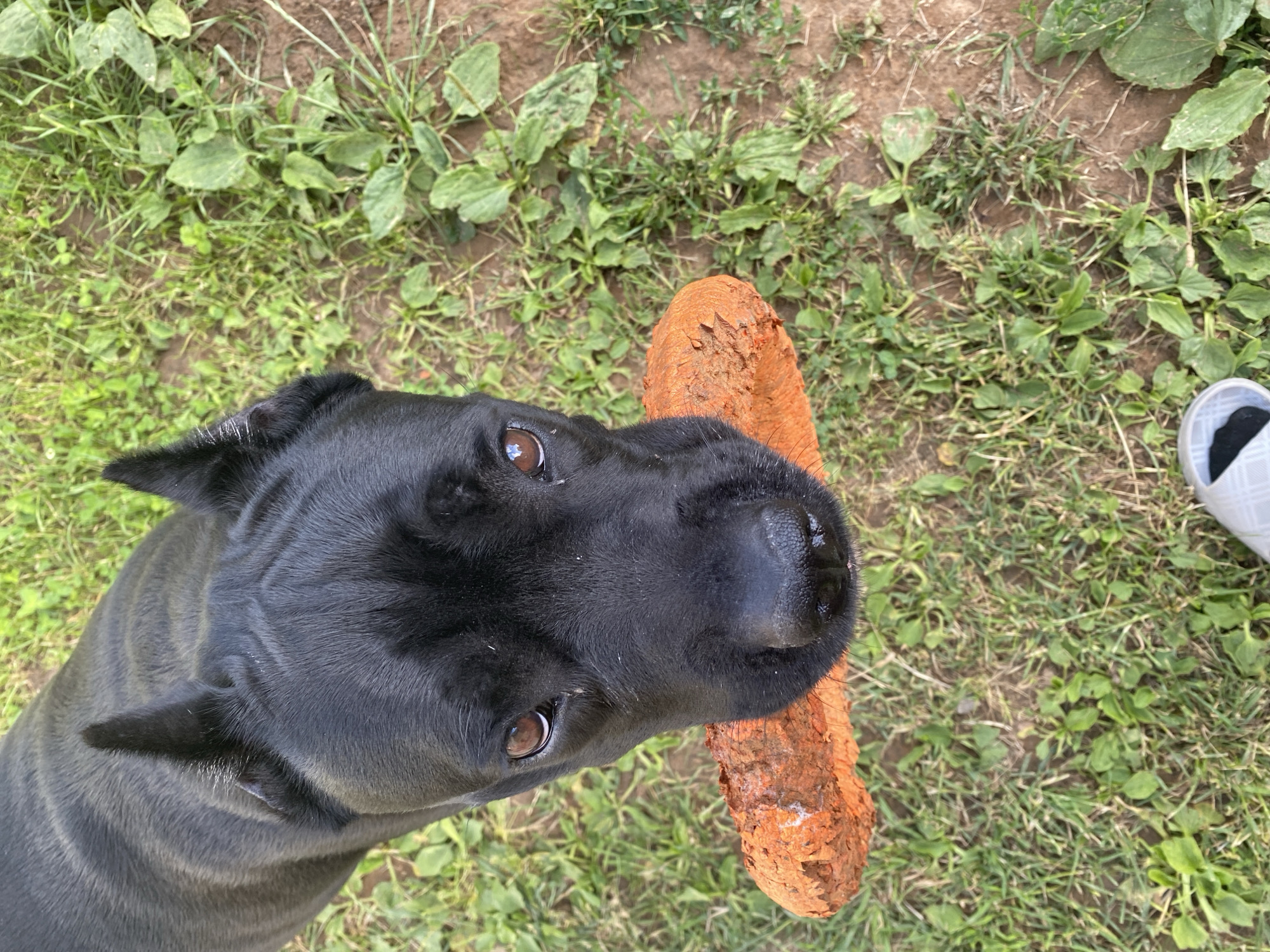 A close-up, high-angle, outdoor shot shows a black dog holding a large, brown, textured chew toy in its mouth. The dog's head is the primary subject, filling most of the frame, with its dark fur and alert, brown eyes visible. The dog is looking directly at the camera. The chew toy, which appears to be made of a rough, natural material, is held horizontally. The background consists of green grass and dirt, indicative of a yard or park. A portion of a white slipper with a black strap is visible in the bottom right corner of the image. The scene is well-lit, likely by natural daylight, and the focus is sharp on the dog and its toy.
