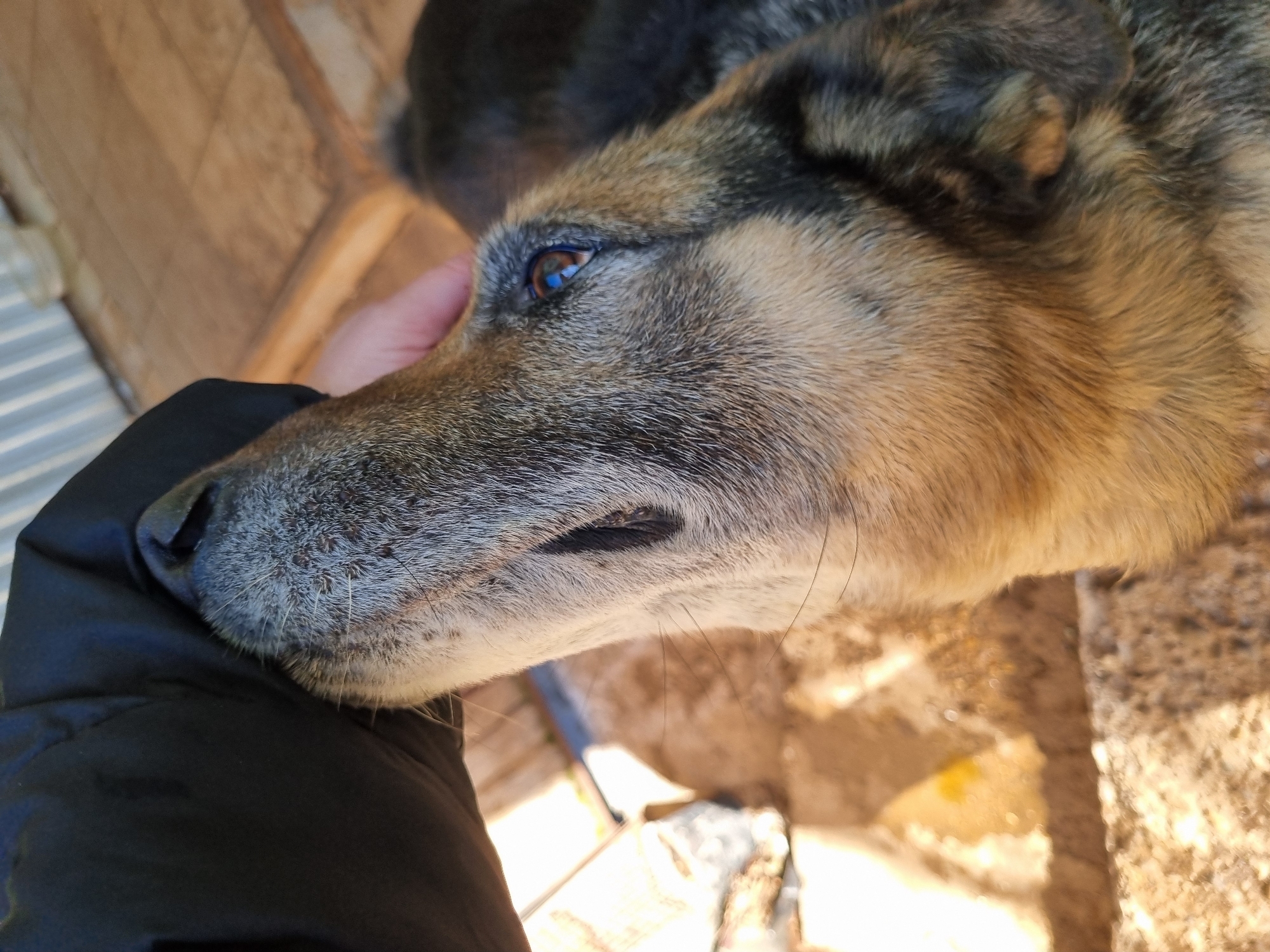 The image shows a close-up of a dog's head resting against a person's arm or hand. The dog has a mix of brown, tan, gray, and black fur. The dog's eye is visible. The person is wearing a black jacket or coat. The background appears to be an outdoor setting, possibly a yard, with stone or concrete elements visible. The location is reported to be Chaikovsky, Russia.