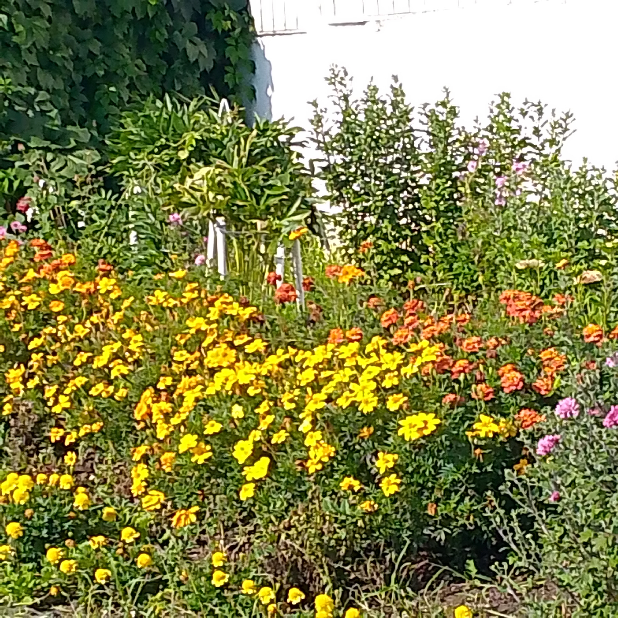 The image depicts a vibrant flower bed in front of a white building with a fence along the top. The flower bed is densely packed with a variety of flowers, primarily in shades of yellow, orange, and pink. In the foreground, a profusion of bright yellow marigolds fills the lower half of the frame, their petals catching the sunlight. Behind them, clusters of orange and reddish-orange marigolds are interspersed, adding depth and contrast to the scene. Smaller pink flowers are visible towards the right side of the image, peeking through the denser foliage. The background is dominated by lush green foliage, with a section of ivy covering the white building. The overall impression is one of a well-tended garden in full bloom, likely during a sunny day. The image appears to have been taken in the city of Vyazniki, Russia, suggesting a residential or public garden setting.