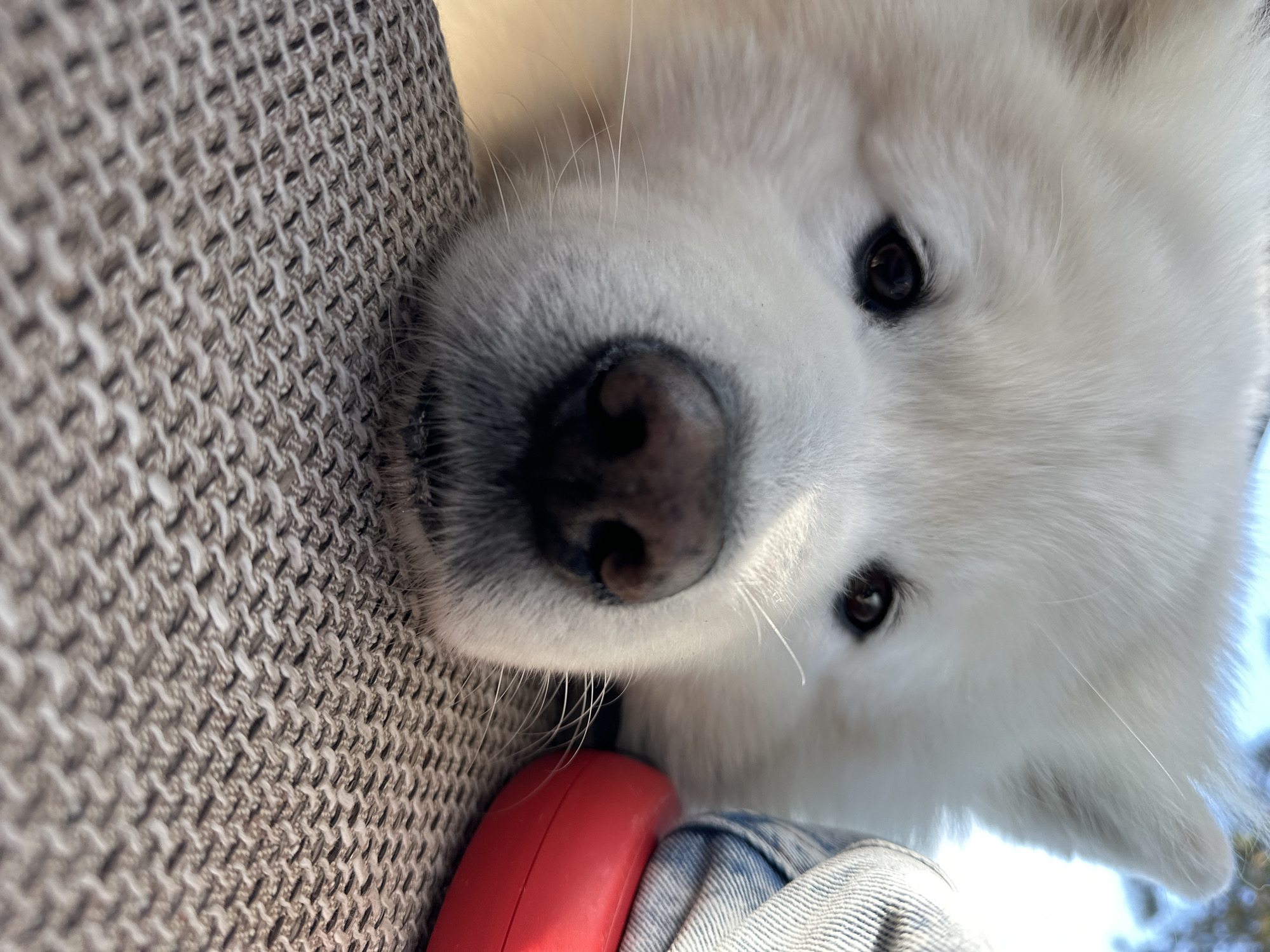 A close-up, eye-level shot captures the head and upper body of a fluffy white dog, likely a Samoyed, looking directly at the camera. The dog's head is tilted slightly, showcasing its dark, expressive eyes and prominent black nose. Long, delicate white whiskers extend from its snout. Its pristine white fur appears soft and thick.
The dog is positioned against a textured, light brown and white woven fabric, possibly a sofa or blanket, which occupies the left side of the frame and extends behind the dog's head. Below the dog's chin and to the left, a bright red, curved object, resembling a leash handle, is partially visible. Further down, a piece of blue denim fabric, likely part of someone's clothing, can be seen.
The lighting is bright and natural, suggesting it is daytime, possibly outdoors or near a large window, given the soft, light-blue blur in the background that could be the sky. The dog appears calm and curious, engaging directly with the viewer. No specific activity beyond observation is depicted. There is no visible text in the image. The setting is in Šušanj, Montenegro.