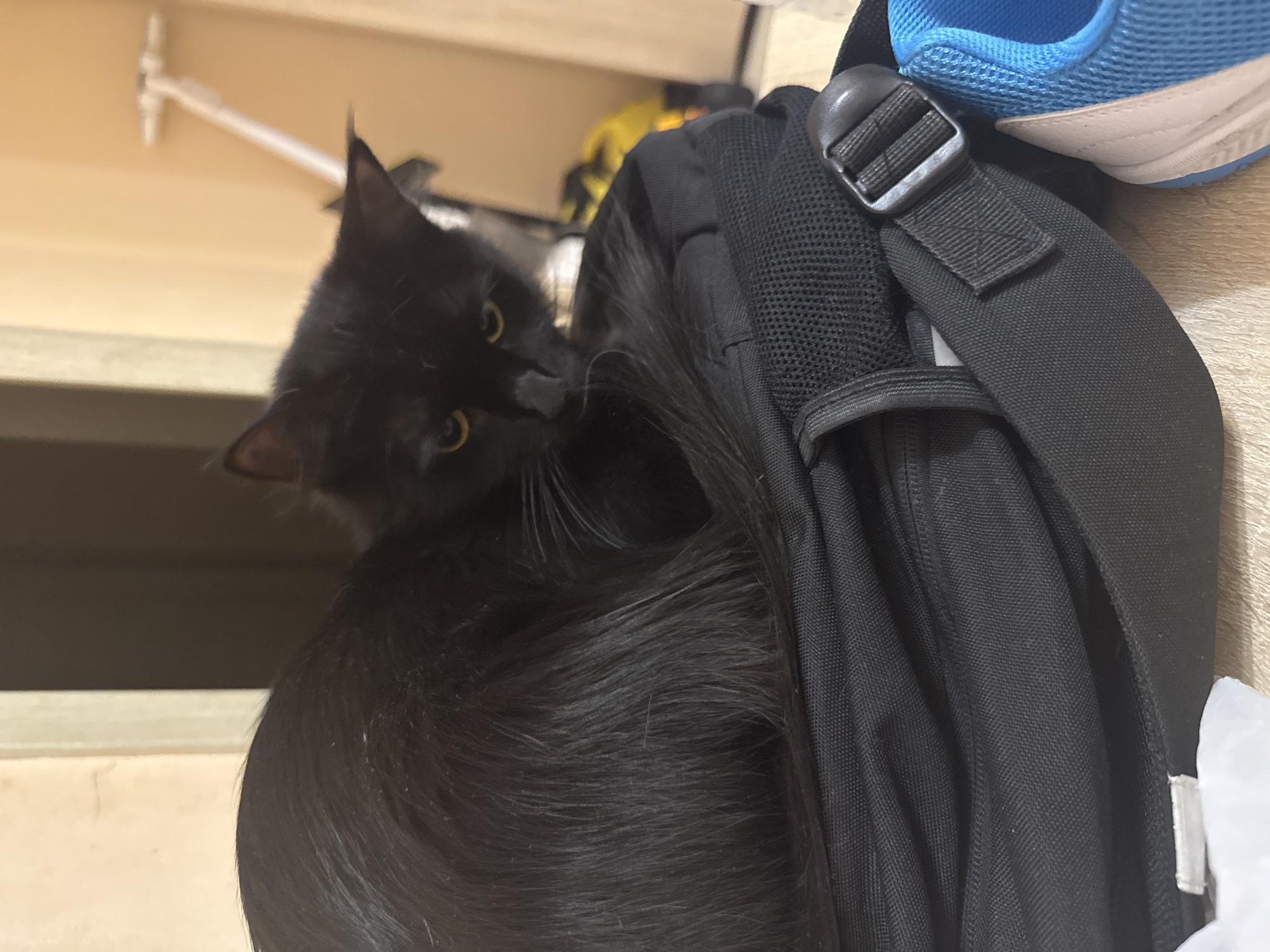 A black cat with striking yellow-gold eyes is the central focus of this indoor close-up photograph, taken in Tobolsk, Russia. The cat's head is turned towards the viewer, looking slightly upwards and to the left, as its nose appears to touch or press against a black backpack. Its dark, long fur blends with the backpack, making it seem as though it is nestled into or resting on the bag. The cat's expression suggests curiosity or perhaps playfulness as it interacts with the backpack.
The black backpack occupies the right side of the frame, showing its mesh padded back panel and a strap with a plastic buckle. Above the backpack, a blue and white sneaker is partially visible, hinting at other items stored or placed nearby. The background is softly blurred, revealing light beige or yellowish walls or surfaces, and a slender white fixture or pipe extending from the left. Further back, some indistinct yellow objects can be glimpsed. The lighting appears to be artificial, illuminating the scene and highlighting the cat's features. No visible text is present in the image.