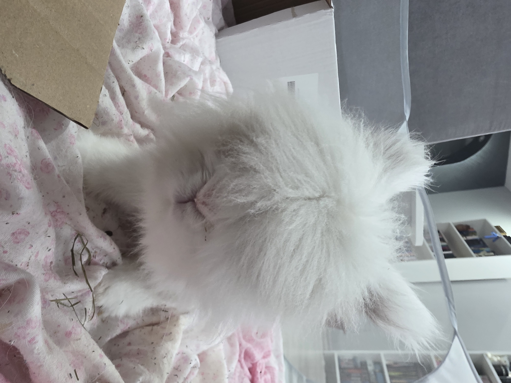 A white, long-haired rabbit is nestled on a pink floral patterned blanket within a cardboard box. Some pieces of hay are visible near the rabbit. The setting appears to be indoors, with shelves containing books and other items visible in the background. There is nothing indicating this image being in Yagodovo, Bulgaria.