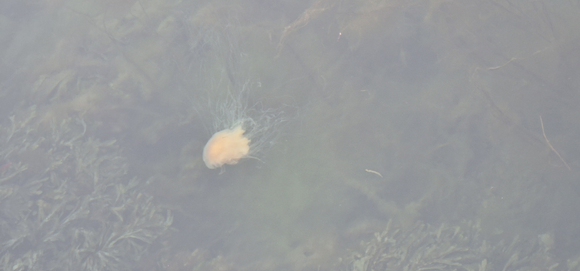 An orange jellyfish with translucent tentacles floats in murky water, likely near the city of Volda, Norway. The water contains green plant life that is blurry due to the water's murkiness. The jellyfish is the only prominent subject in the image.