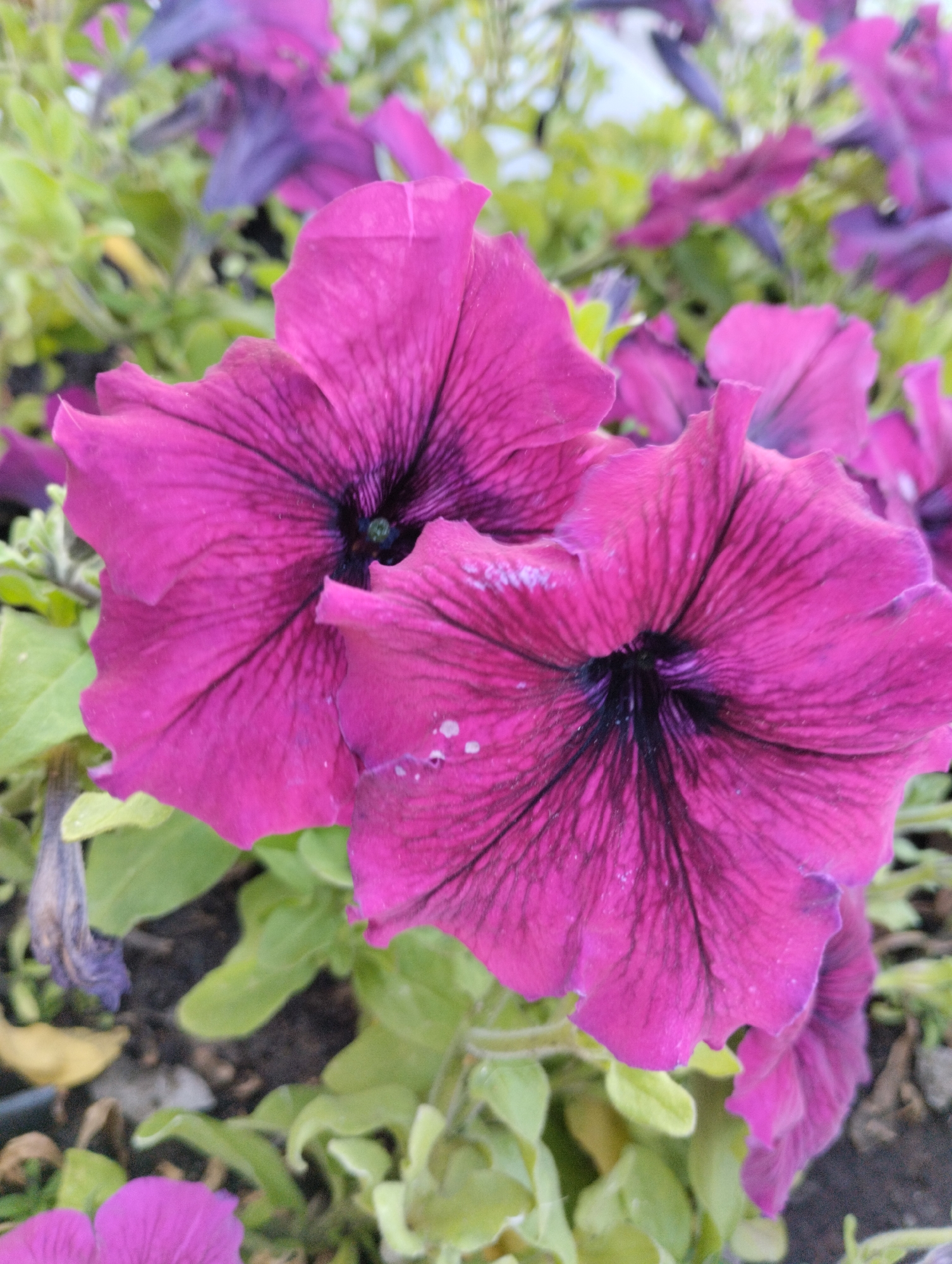 A close-up shot captures two vibrant pink petunia flowers in full bloom, positioned in the foreground. The petals of these flowers exhibit a rich, deep pink hue with striking dark purple veins radiating from the center. The centers of the flowers are dark, almost black, with a hint of green visible in one. The flowers are slightly out of focus, with the right flower being sharper than the left. Scattered across the petals are tiny white speckles, possibly water droplets or pollen. Behind the prominent pink petunias, a cluster of lighter purple and pink petunias are visible, some blurred and out of focus, suggesting they are part of the same garden bed. The foliage consists of lush green leaves, some appearing healthy and vibrant, while others are slightly wilted and brown, particularly a dried purple petunia to the left of the frame. The ground beneath the flowers is a mix of dark soil and small stones. The overall scene depicts a natural outdoor setting, likely a flower bed in a garden or park, possibly located in Kostanay, Kazakhstan.