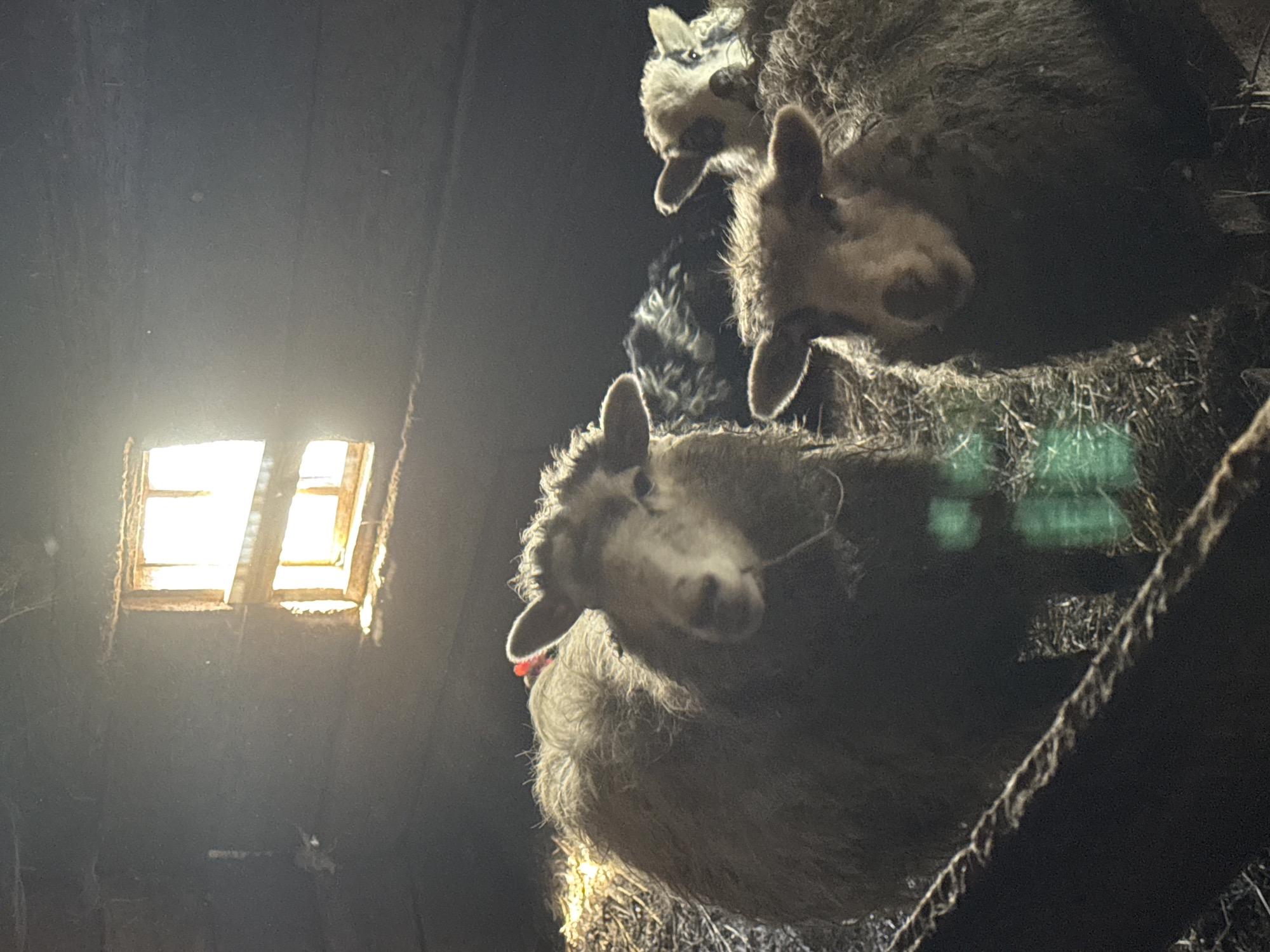 A low-angle shot, taken indoors, features three sheep stacked on top of each other near a hay pile, positioned in front of a sunlit window. The sheep, which are the primary subjects, have light-colored faces and dark, wooly bodies. The window is small, rectangular, and emits a bright light that illuminates the left side of the frame. The interior walls are dark, suggesting a rustic or aged structure. A thick rope is visible on the right side of the frame. The image composition creates an upward perspective, focusing on the sheep and the window above them.
There is no indication from the image that this photograph was taken in the city of Кипчак, Russia.