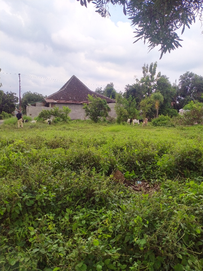 This image depicts a rural or semi-rural landscape in Karanganyar, Indonesia, characterized by abundant greenery under a bright, cloudy sky.
The foreground is densely covered with lush green vegetation, including tall grass and various bushes. In the mid-ground, a distinctive house features a high-pitched, dark tiled roof and unpainted concrete or stucco walls. To the left of the house, a dark utility pole stands tall, with wires stretching horizontally across the scene.
One person is visible on the far left, wearing a dark shirt and light-colored pants, standing with their back partially turned, seemingly observing the surroundings. Scattered in the mid-ground, to the right of the person and in front of the house and trees, are several goats of varying colors (white, black, light brown), appearing to graze or rest.
The background is dominated by a dense collection of green trees and foliage, creating a natural backdrop. Overhanging dark green leaves from a tree partially frame the top right corner of the image. A small amount of dark brown and light blue debris is visible amidst the overgrown grass in the lower mid-right.
The scene conveys a peaceful, everyday rural setting, likely during daylight hours given the overall brightness and lack of harsh shadows. There is no visible text in the image.