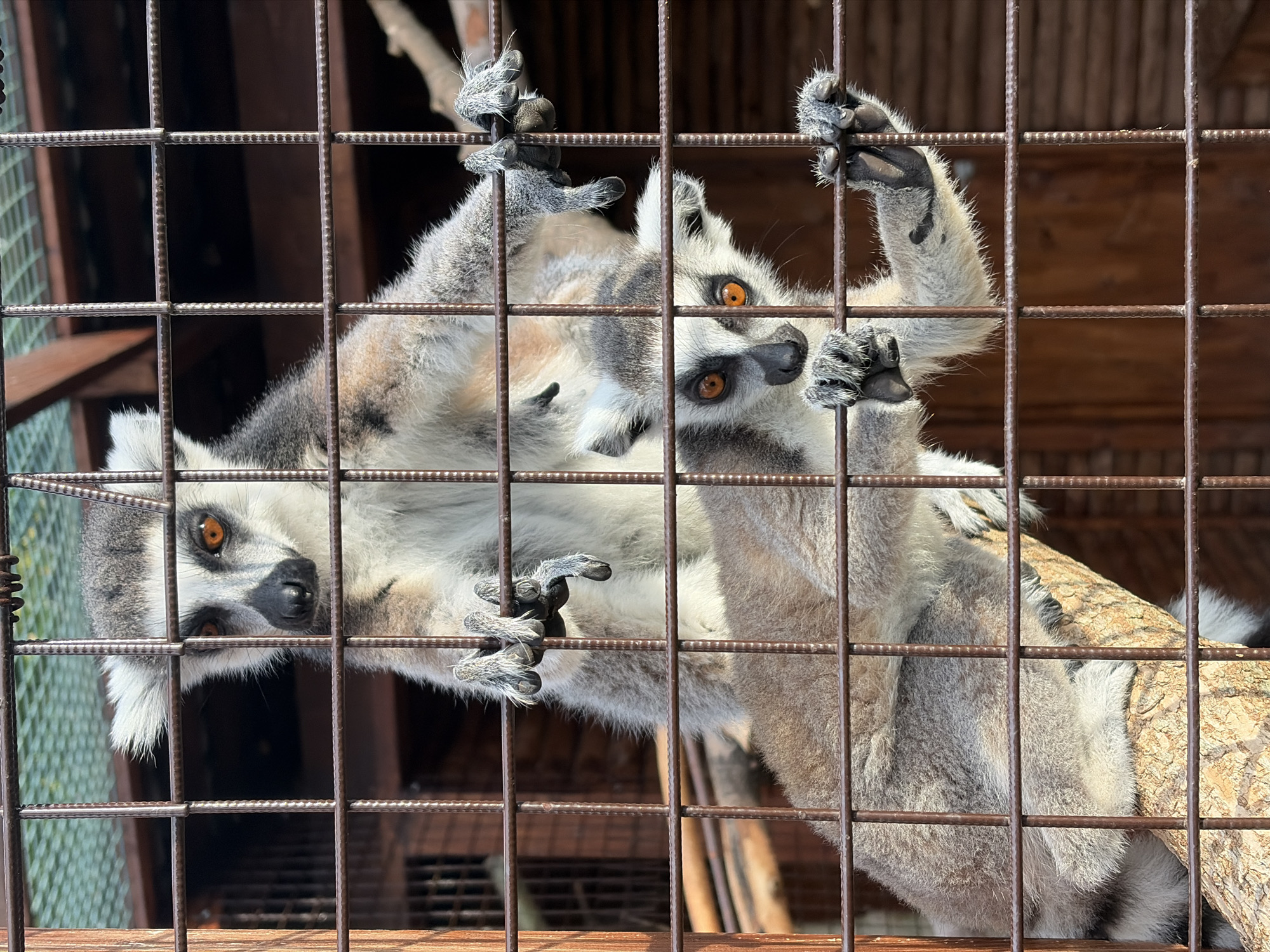 The image shows two ring-tailed lemurs inside a cage at a zoo. The lemurs are clinging to the bars of the cage with their hands and feet. One lemur is hanging upside down, while the other is right-side up. Both lemurs have distinctive black and white striped tails, and their faces have a black mask around their eyes. The lemurs appear to be curious and alert, with their orange eyes looking directly at the camera. The cage is made of metal bars, and the background appears to be a wooden enclosure. The lighting suggests it is daytime, with sunlight casting shadows. The location is identified as Izhevsk, Russia.