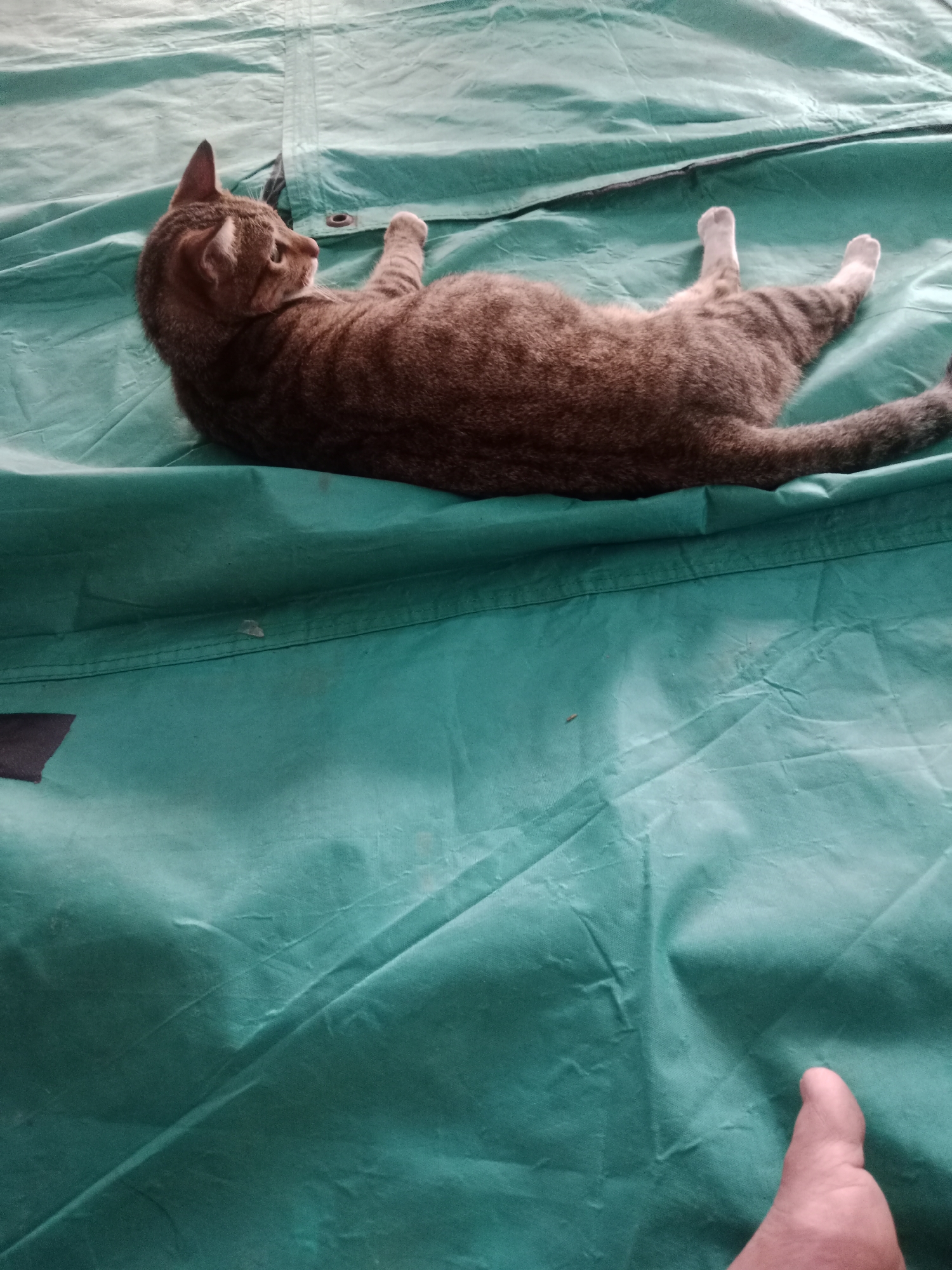 A tabby cat is lying on its back on a green tarp. The cat is mostly brown with darker stripes. Its front paws are tucked in, and its back legs are splayed out. The cat is looking to the left. Part of a human thumb is visible in the bottom right corner of the image. The scene appears to be outdoors, possibly in a park or a yard, with natural lighting. The green tarp is wrinkled and appears to be a makeshift surface. The background is out of focus but suggests a natural environment. The overall impression is of a relaxed cat in an outdoor setting. There is no discernible information to ascertain the specific location within Bandung City, Indonesia, based on the visual elements present in the image.
