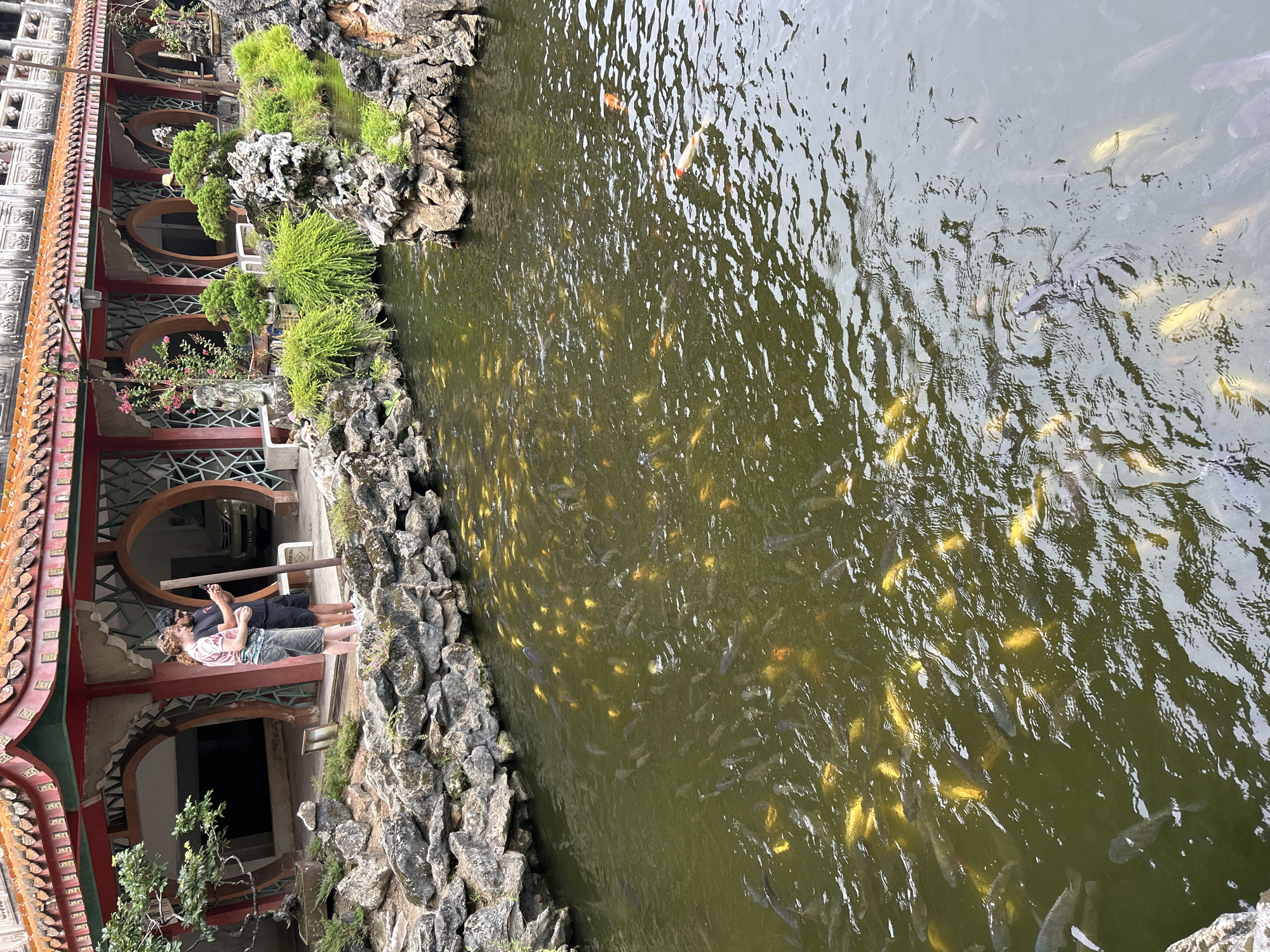 A man and a woman, both appearing to be in their 20s, stand on the rocky edge of a pond filled with numerous koi fish. The woman wears a pink and white tie-dye t-shirt and camouflage shorts, while the man is dressed in a black t-shirt and black shorts. They are both looking at their mobile phones. Behind them is a building with a traditional Chinese architectural style, featuring a red and orange tiled roof, ornate windows, and arched doorways. The building overlooks the pond and is surrounded by lush greenery, including bonsai trees and ferns, integrated with decorative rock formations. The pond's murky green water is teeming with a variety of koi, predominantly yellow and dark gray, with a few orange and white specimens visible. The setting suggests a serene garden or temple environment, likely the Kek Lok Tong Temple in Ipoh, Malaysia, known for its impressive limestone caves and landscaped gardens which include such a pond.