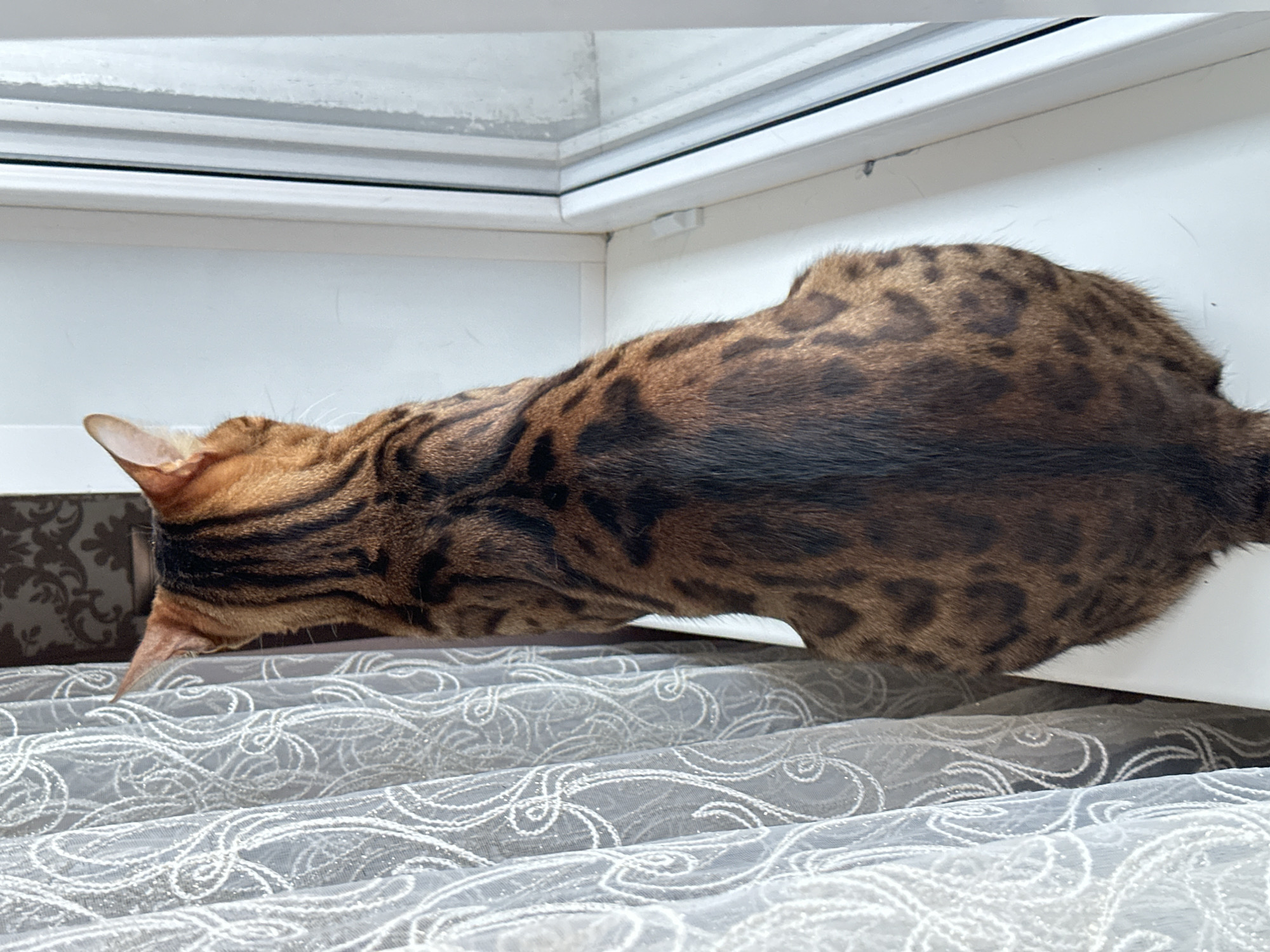 A Bengal cat sits on a windowsill, facing away from the camera and looking out a window. The cat has a spotted coat with dark brown and black markings against a golden-brown background. To the left of the cat is a sheer white curtain with an intricate scrolling pattern. To the right is the white frame of a window, with the windowpane itself visible and appearing frosted or smudged. The cat's tail is curled around its body. The background behind the cat includes a dark patterned wallpaper. The scene appears to be indoors, with natural light coming from the window. The location is identified as Energetik, Russia.