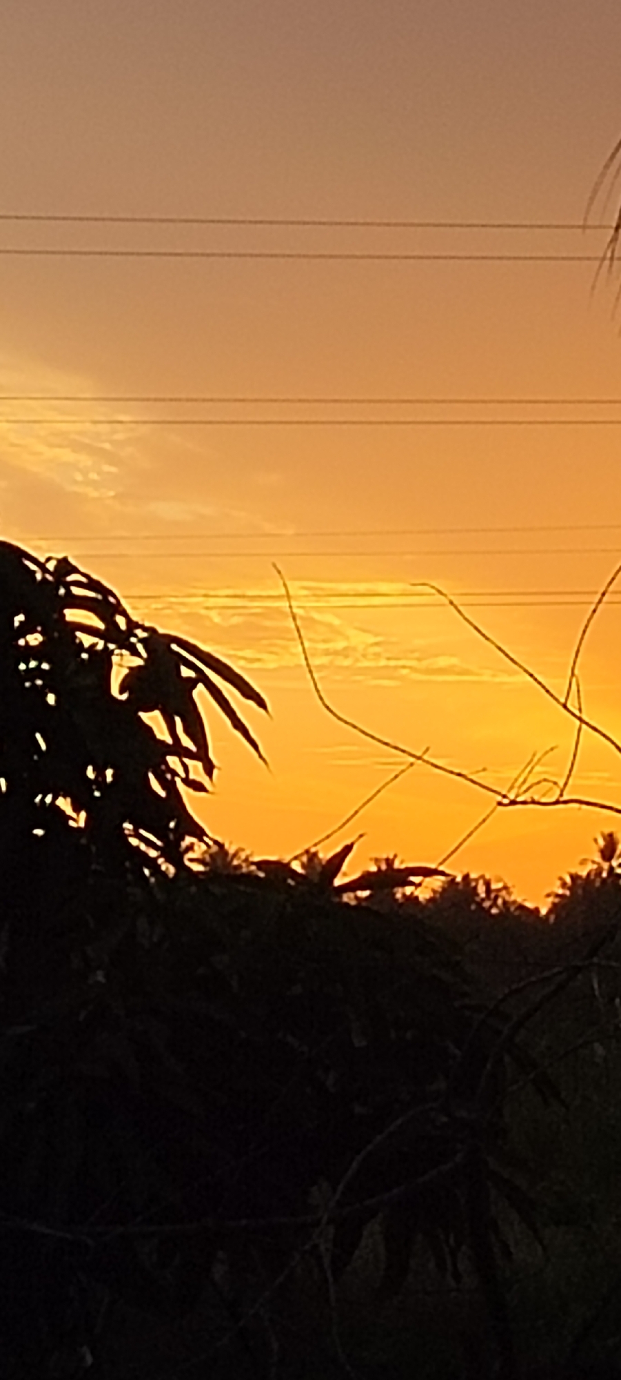 A sunset scene is captured in Lhokseumawe, Indonesia, with the sky displaying vibrant shades of orange and yellow. Silhouetted against the bright sky is a dark mass of foliage from trees in the foreground. Three thin, dark lines, presumably power lines, stretch horizontally across the upper portion of the image. The overall impression is that of a serene, natural landscape at dusk.