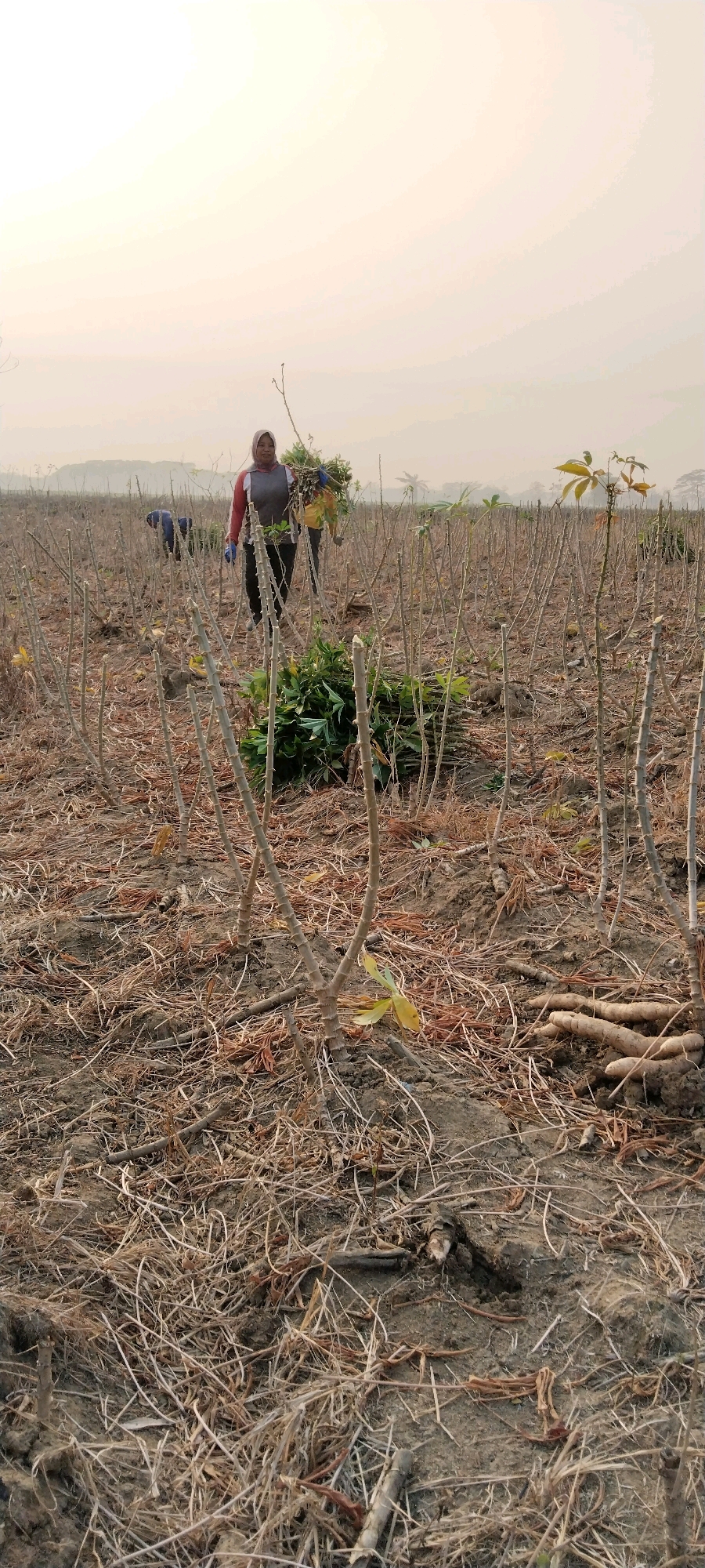 In Tanjung Ratu Ilir, Indonesia, a field with harvested cassava stalks and dry foliage is depicted. The ground is covered with remnants of the previous crop, with visible cassava roots scattered in some areas. Two individuals are present in the scene. In the foreground, a woman wearing a headscarf and a grey and red shirt, along with dark pants and blue gloves, is carrying a bundle of green cassava leaves and stalks. Behind her and slightly to the left, another person, dressed in a blue shirt and dark pants, is engaged in working in the field. The sky is hazy and a pale yellow, suggesting either early morning or late afternoon light. The environment appears rural, with the field stretching towards a distant treeline.