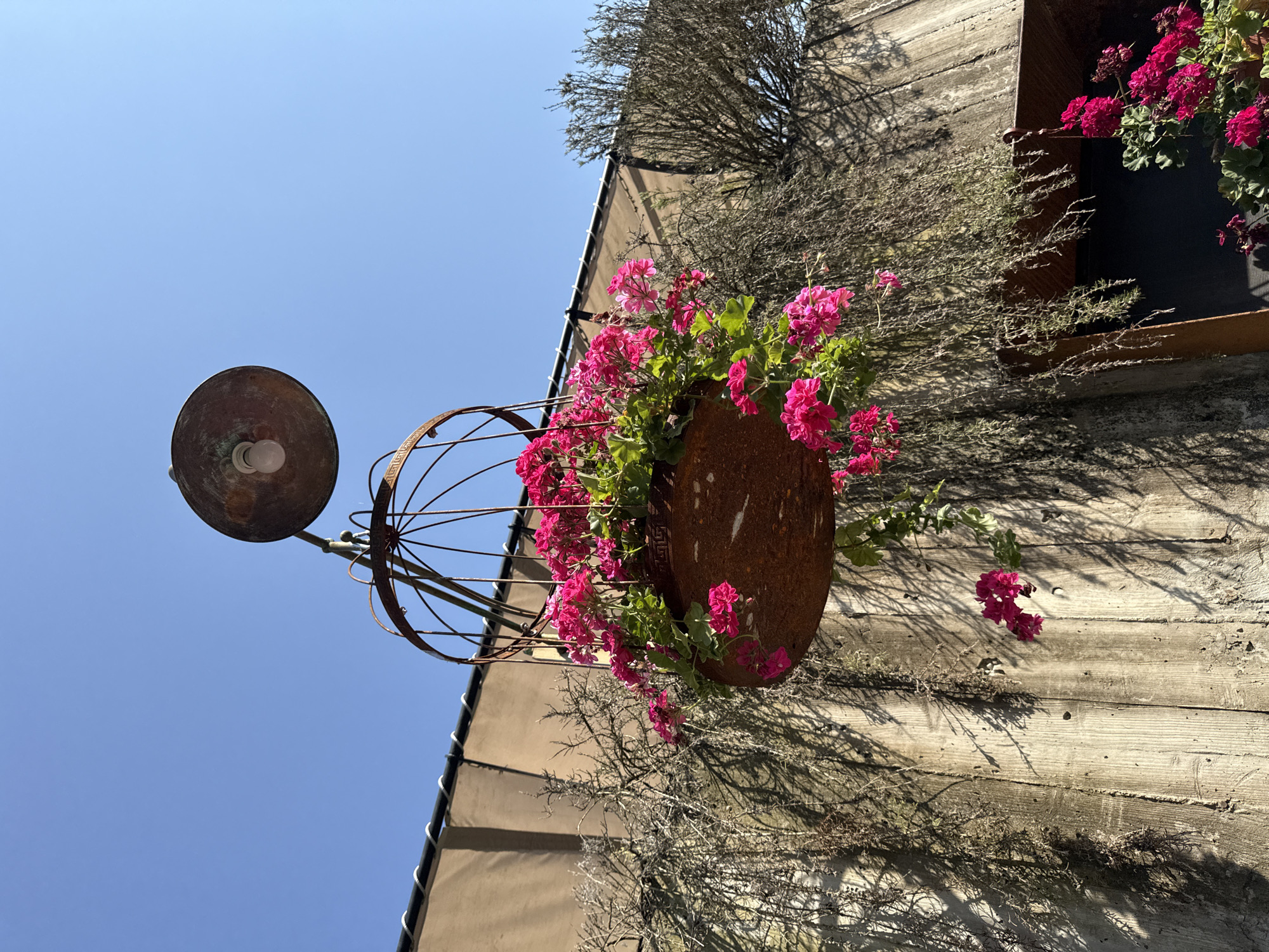In the city of Progress, Russia, a rustic hanging planter, resembling a cage and made of weathered metal, overflows with vibrant pink flowers. It is suspended from a lamp fixture with a dome-shaped shade and a visible bulb, both showing signs of age and rust. The planter is positioned against a backdrop of a textured, light brown surface, possibly a wall or awning, running horizontally across the upper portion of the image. Below this, a rough, wooden structure with vertical planks forms the main background. Various dry, twig-like plants hang down from above, casting intricate shadows on the wooden surface, suggesting a dry or autumnal setting. The sky above is a clear, bright blue. The overall scene evokes a sense of aged charm and natural beauty in an outdoor urban environment.