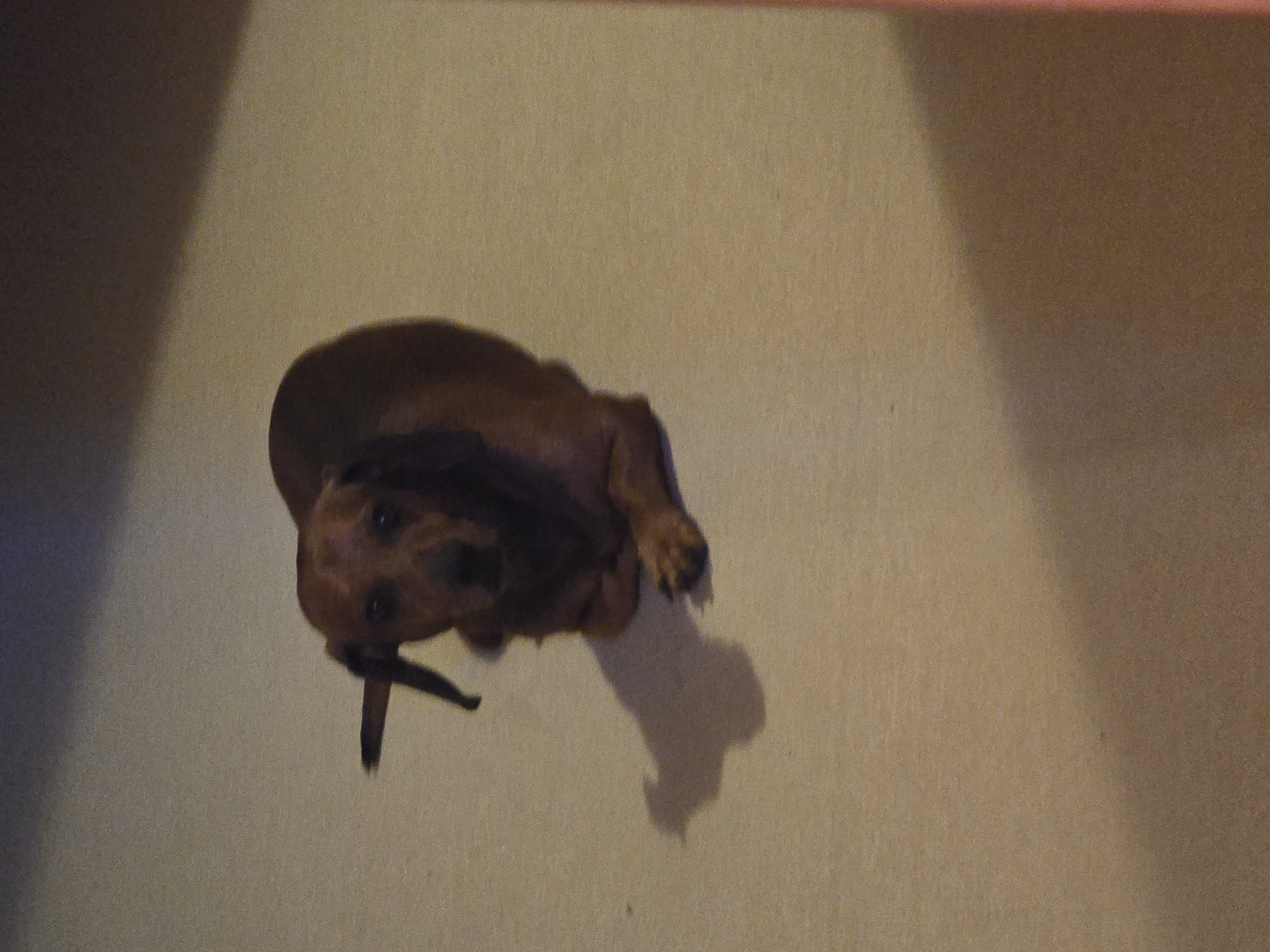A brown dachshund is lying on a beige carpet. The dog is facing forward with its head slightly tilted to the left. The dog's ears are long and floppy. There is a shadow of the dog on the carpet to its left. The background is a blurred, dimly lit room. The image is grainy and appears to have been taken in low light conditions. There is no indication of the location being in Golyanovtsi, Bulgaria.