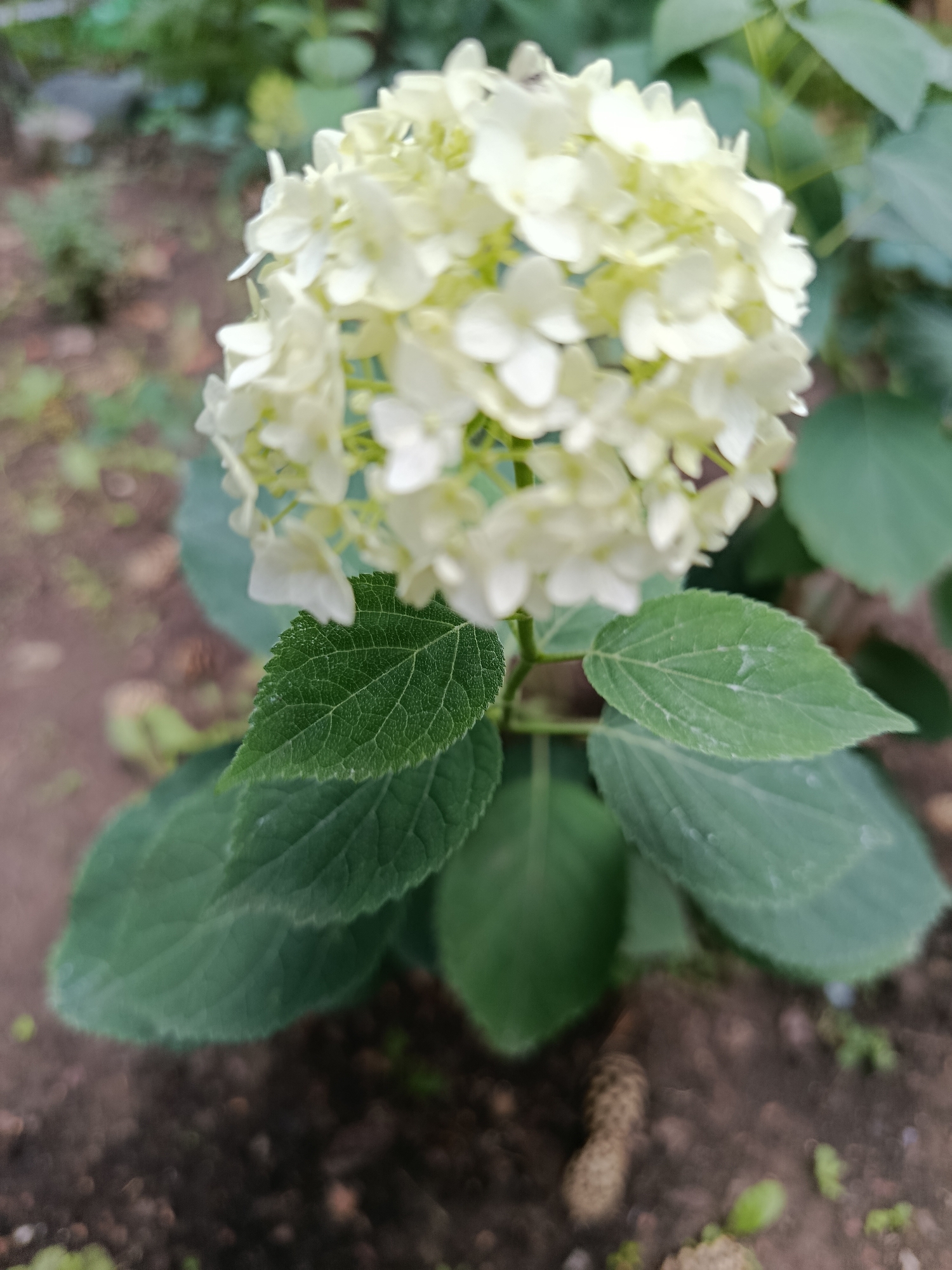 A cluster of white hydrangea flowers is in bloom, positioned centrally within the frame. The flowers are delicate and clustered together, forming a rounded shape. Beneath the flowers, large, green leaves with serrated edges are visible. The background is blurred, suggesting an outdoor setting, likely a garden. The soil is visible at the bottom of the image, with some small pebbles and sparse green growth. The overall scene is a close-up view of a flowering plant, highlighting its floral and foliage details. There is no information in the image to suggest a specific location within the city of Astana, Kazakhstan.