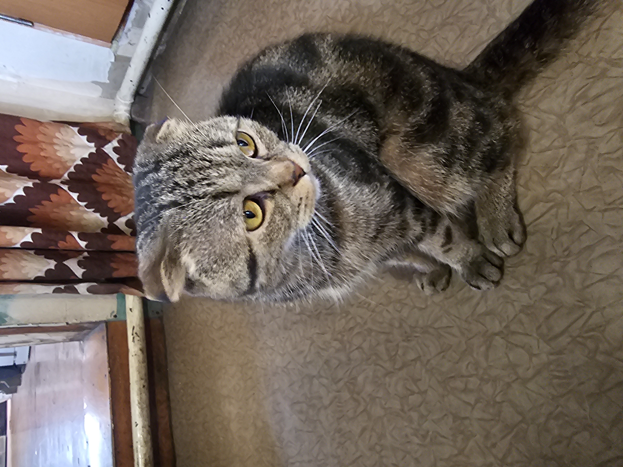 A Scottish Fold cat with tabby markings and yellow eyes sits on a patterned floor. The cat is facing to the right, with its body angled slightly away from the camera. Behind the cat, a brown and orange patterned curtain hangs on a wall. To the left of the curtain, a doorway leads to a hallway with a wooden floor. The scene appears to be indoors. The specific location in Nakhodka, Russia, cannot be determined from the image alone.