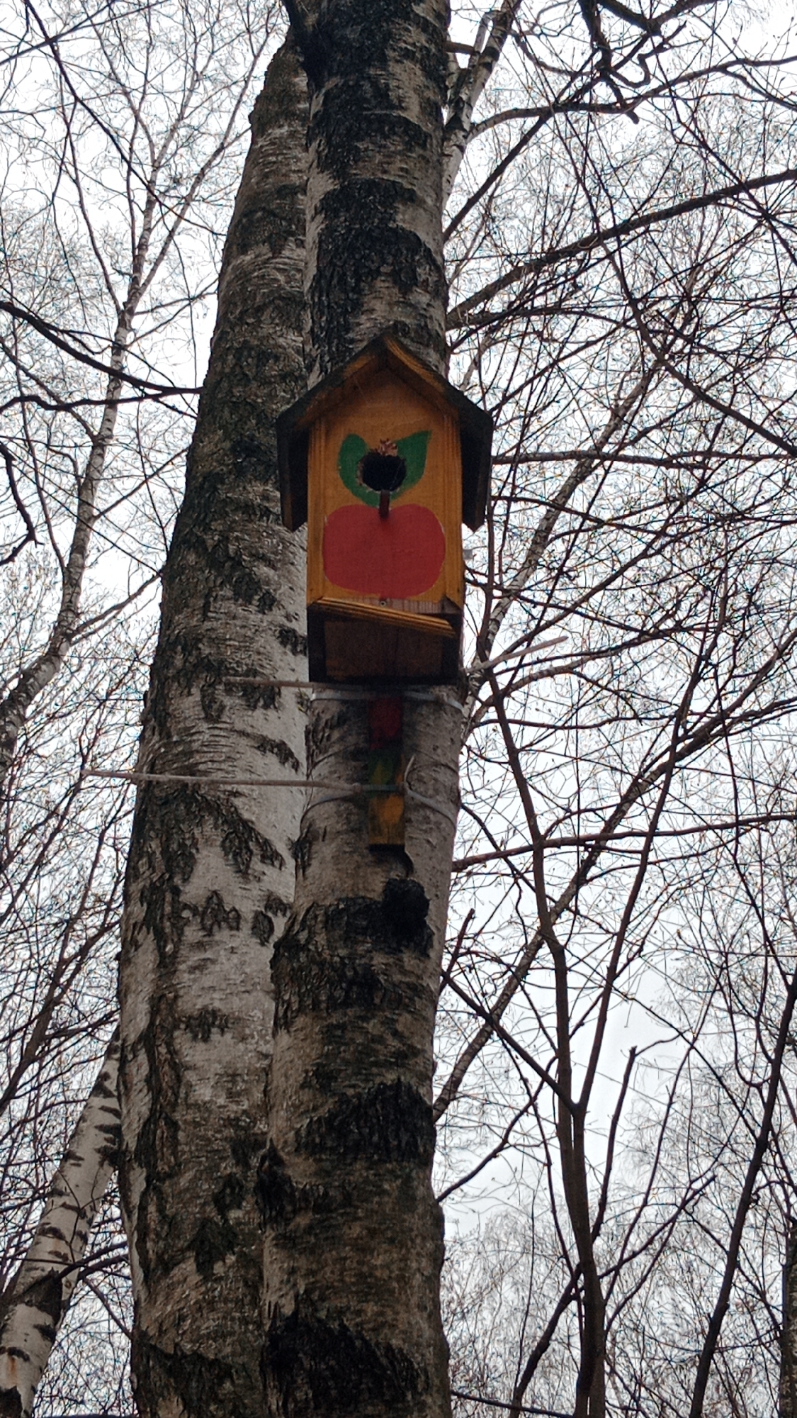 A birdhouse is attached to a birch tree in Moscow, Russia. The birdhouse is painted yellow with a red apple design on the front. The trunk of the birch tree is mostly white with some black bark. The branches of the tree are bare. The sky is overcast.