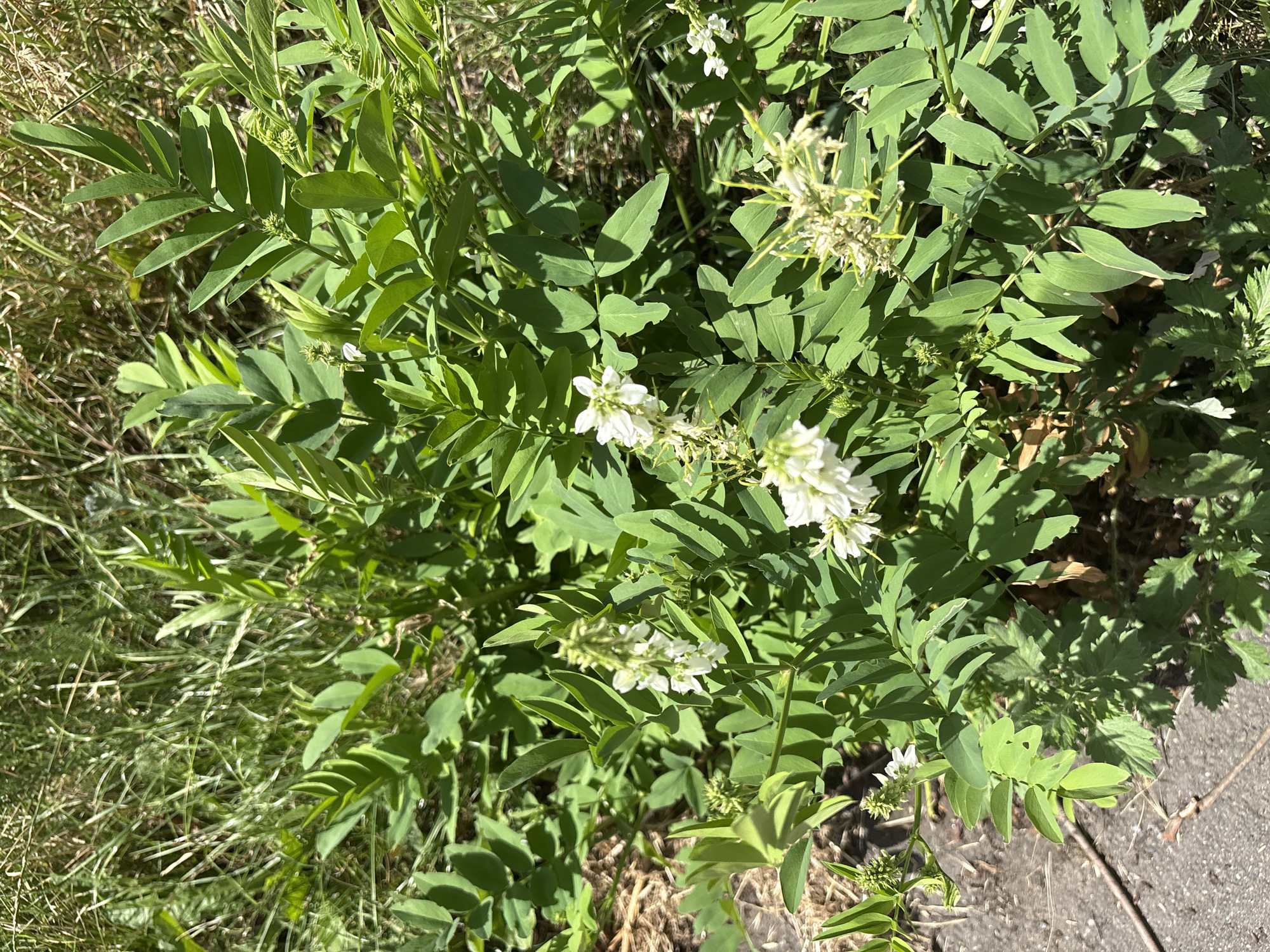 This is a close-up, top-down photograph of a plant with green leaves and small white flowers. The plant appears to be growing outdoors, with grass and a paved surface visible in the background. The lighting suggests it is daytime, possibly with bright sunlight casting shadows. The image is focused on the plant's foliage and blossoms, highlighting the intricate details of its structure. There is no visible text in the image. The scene is natural and serene, with no people or animals present. The overall impression is one of natural beauty and growth in an outdoor setting.