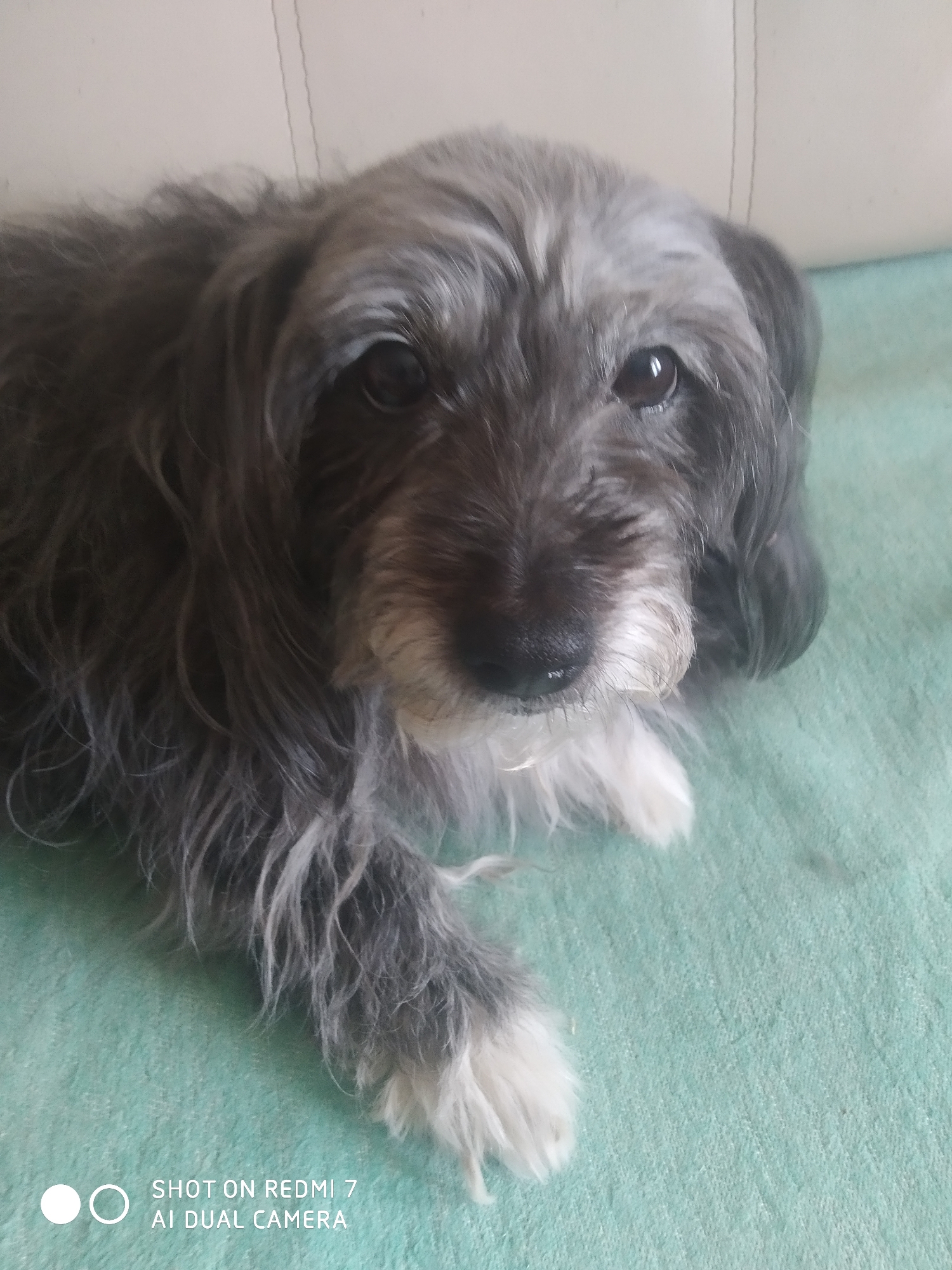 A medium shot captures a gray and white dog lying on a textured, light green surface. The dog is primarily gray with white fur on its paws and around its muzzle. The dog is facing the camera, its dark eyes are clearly visible and give the impression of gentle attentiveness. The background is blurred, and the dog seems to be resting on a sofa or similar soft furnishing.
The presence of "SHOT ON REDMI 7 AI DUAL CAMERA" imprinted at the bottom left corner suggests the photo was taken by a Xiaomi Redmi 7 phone, not necessarily indicating the location is in Chaikovsky, Russia. The information needed to determine the location is absent in this image.