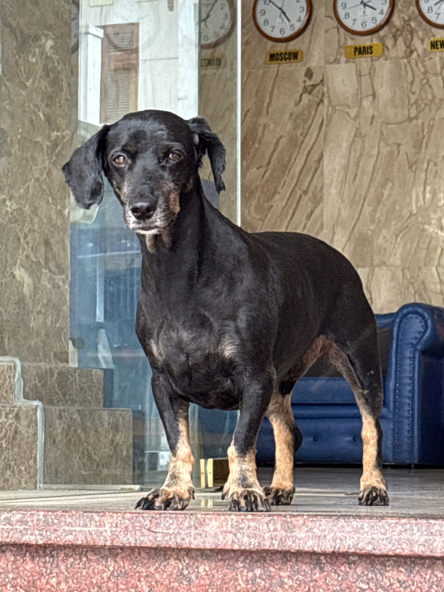 A black dog with tan markings on its legs stands on a ledge in front of a building with marble-patterned walls. The dog is facing the camera and appears to be looking directly at it. Behind the dog, there are several clocks displaying different times, labeled "MOSCOW," "PARIS," and "NEW YORK." To the left of the dog, there is a glass door and stairs. To the right, a blue sofa is visible. The overall setting suggests an indoor or sheltered outdoor area, possibly a hotel lobby or a similar public space. The dog's fur appears slightly damp, and its expression is alert. The lighting is bright, casting subtle shadows on the floor. There are no people visible in the image. The specific location in Nha Trang, Vietnam, cannot be determined from the image alone.