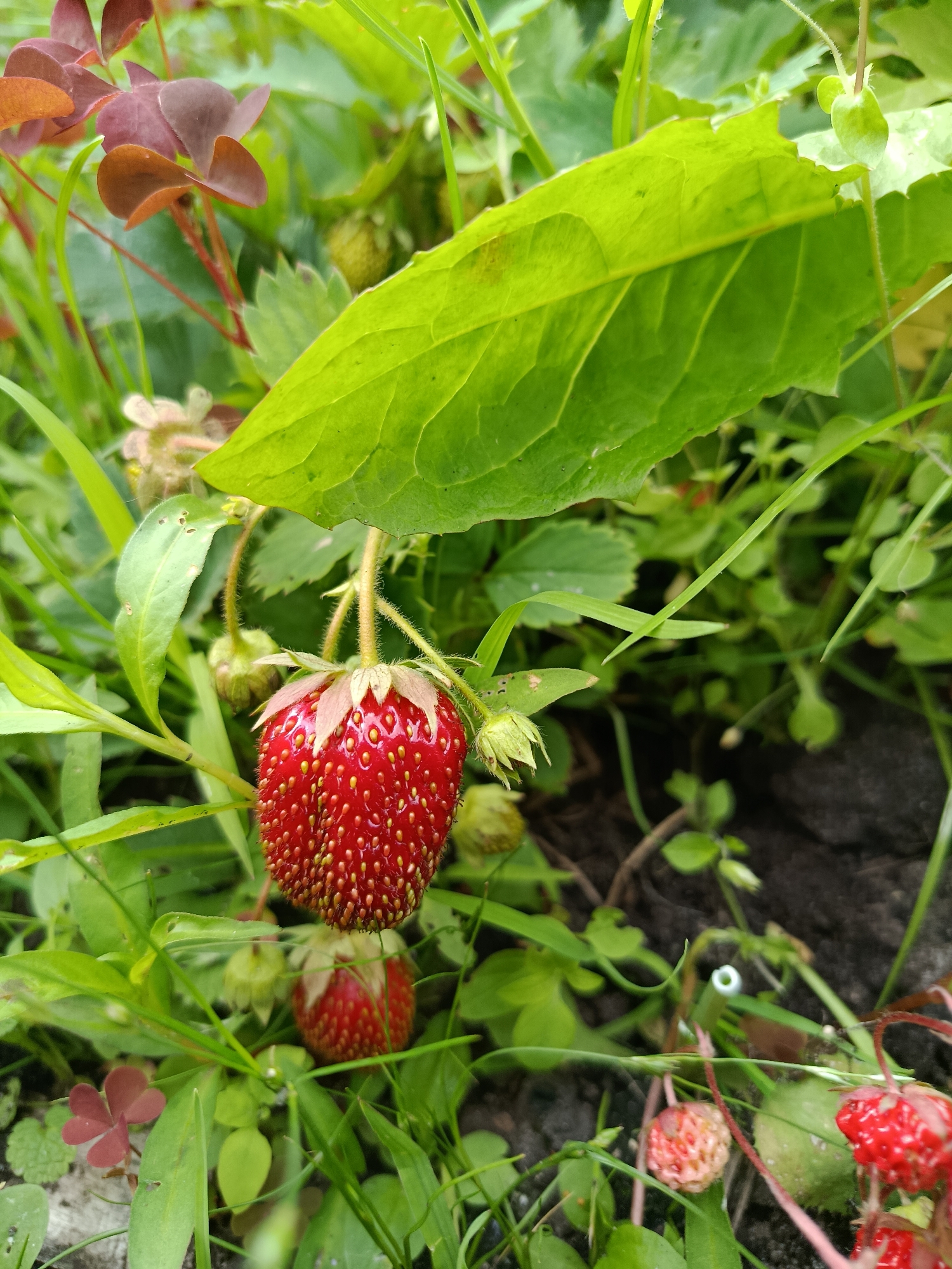 The image is a close-up, eye-level shot of wild strawberries growing in a patch of grass and soil. The foreground features a ripe, red strawberry hanging from a stem, with its seeds clearly visible. Several green leaves from the strawberry plant, along with other green foliage and some reddish-brown clover-like leaves, are present. The background consists of more greenery and dark soil. There are no people or animals visible in the image. The scene is set outdoors, likely in a garden or natural area, and could be located in the city of Верея, Russia.