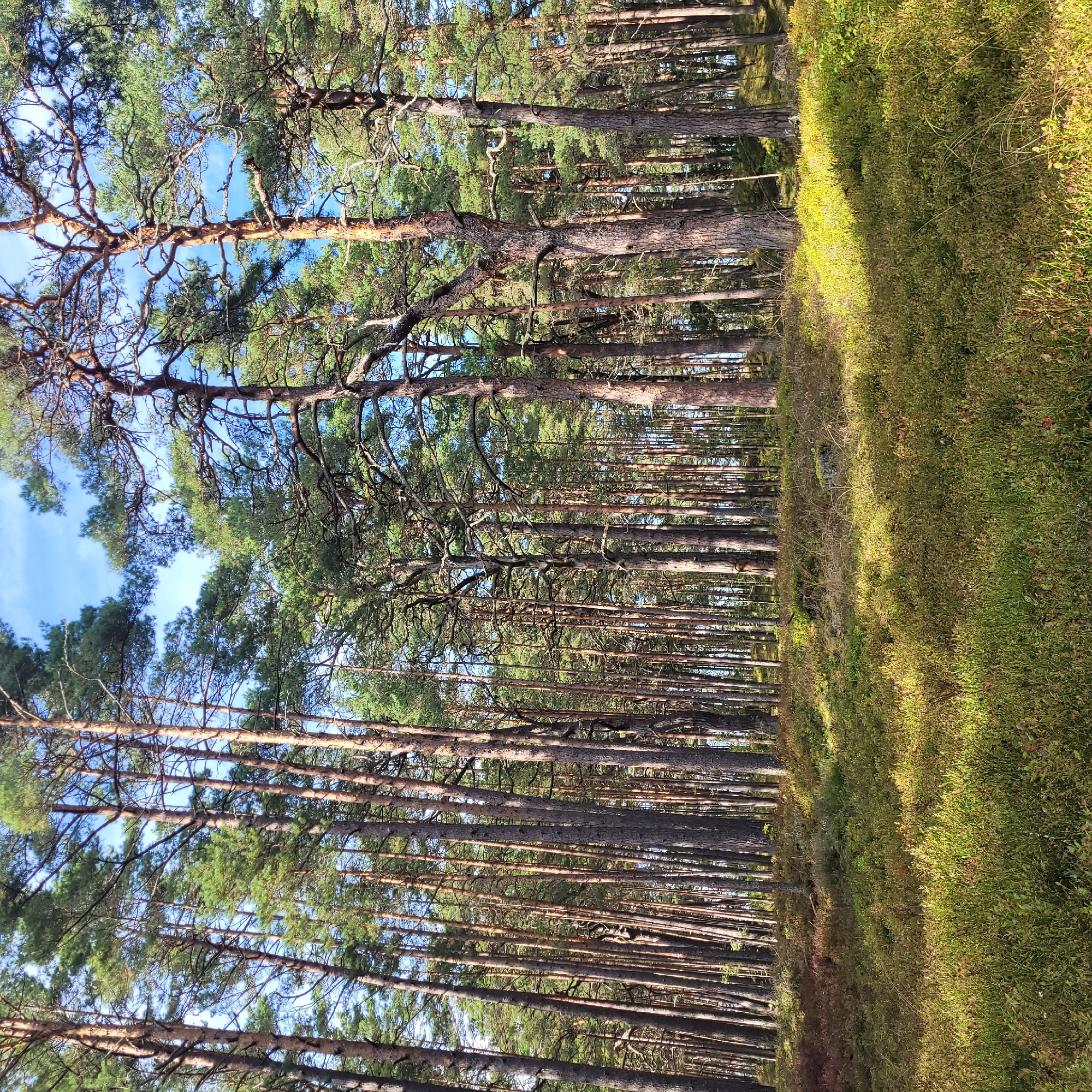 A dense forest of tall, slender pine trees dominates the frame. The trees are closely packed, with their trunks appearing as a vertical pattern of brown and grey. Sunlight filters through the canopy, casting dappled shadows on the undergrowth. The ground is covered in a low-lying vegetation of green and reddish-brown plants, resembling a carpet of moss and small bushes. A patch of bright, sunlit greenery stands out in the foreground, contrasting with the shadowed areas. The sky above is blue with a few wispy white clouds. The scene is one of a natural forest landscape, with no visible man-made structures or human presence.