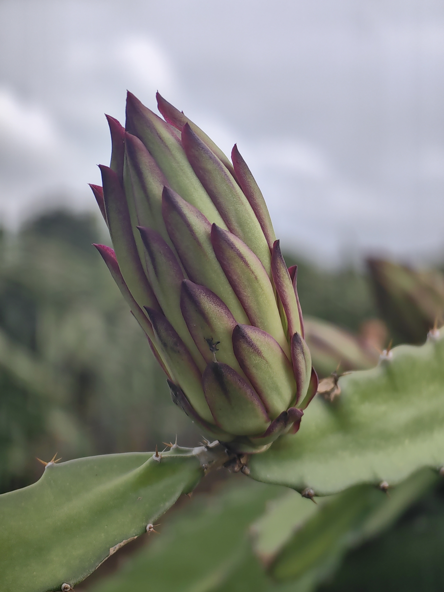 A close-up, eye-level, outdoor, natural light photograph shows a dragon fruit flower bud in focus. The bud is large and plump, with vibrant green outer petals that are tipped with magenta. The petals are layered and pointed, giving the bud an almost artichoke-like appearance. A single small insect can be seen on the bud. The bud is attached to a thick, green stem, characteristic of a cactus. The background is softly blurred, suggesting a natural environment, possibly a farm or garden, with hints of other dragon fruit plants and greenery. The sky above is overcast and pale grey. The image is taken in Walsawangi, India.
