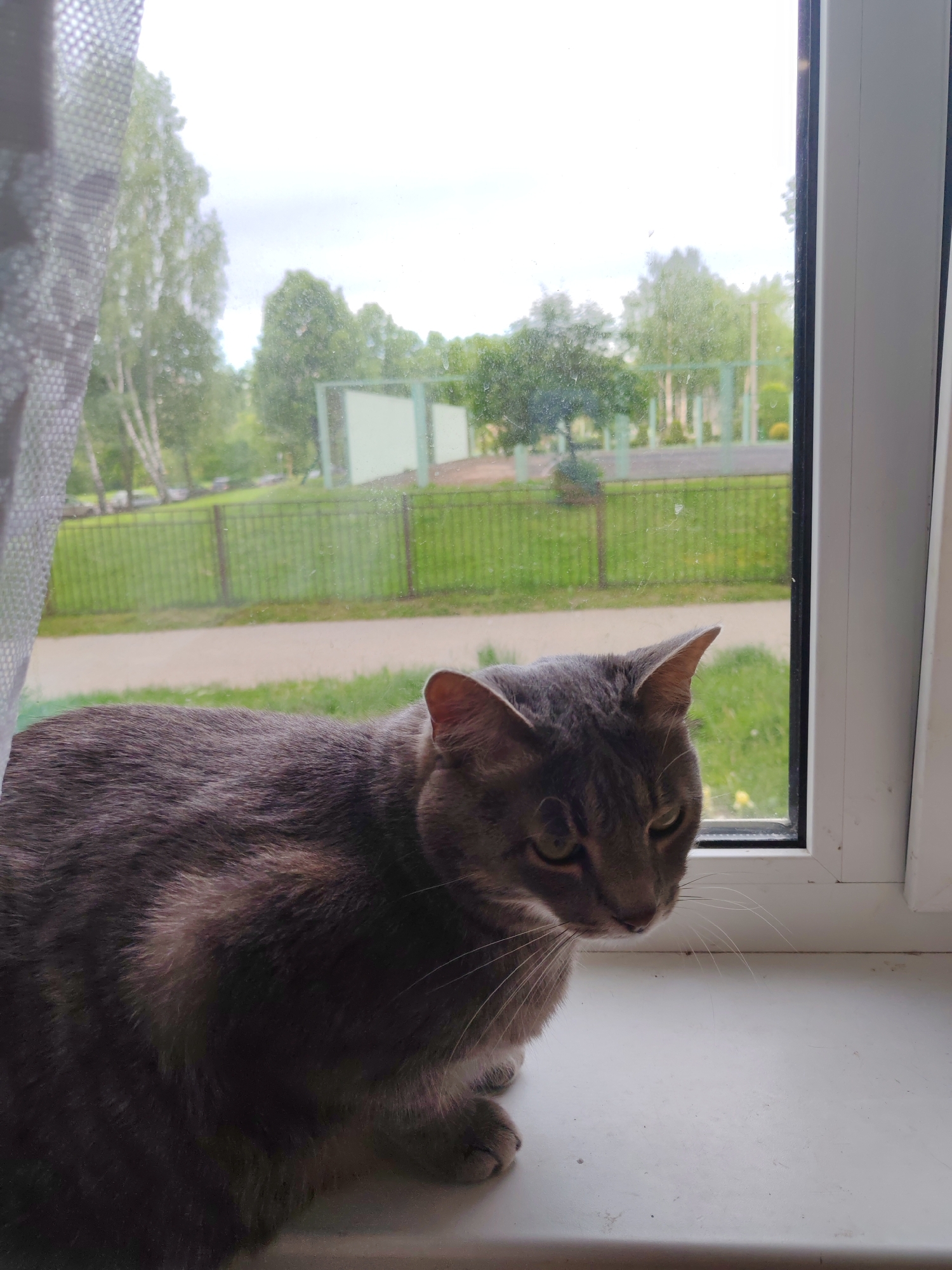 A gray tabby cat sits on a white windowsill in front of a window. The view outside the window reveals a park with trees, a fence, and a playground structure in the distance. A curtain is partially visible on the left side of the window. The location is in the city of Unknown, Unknown.