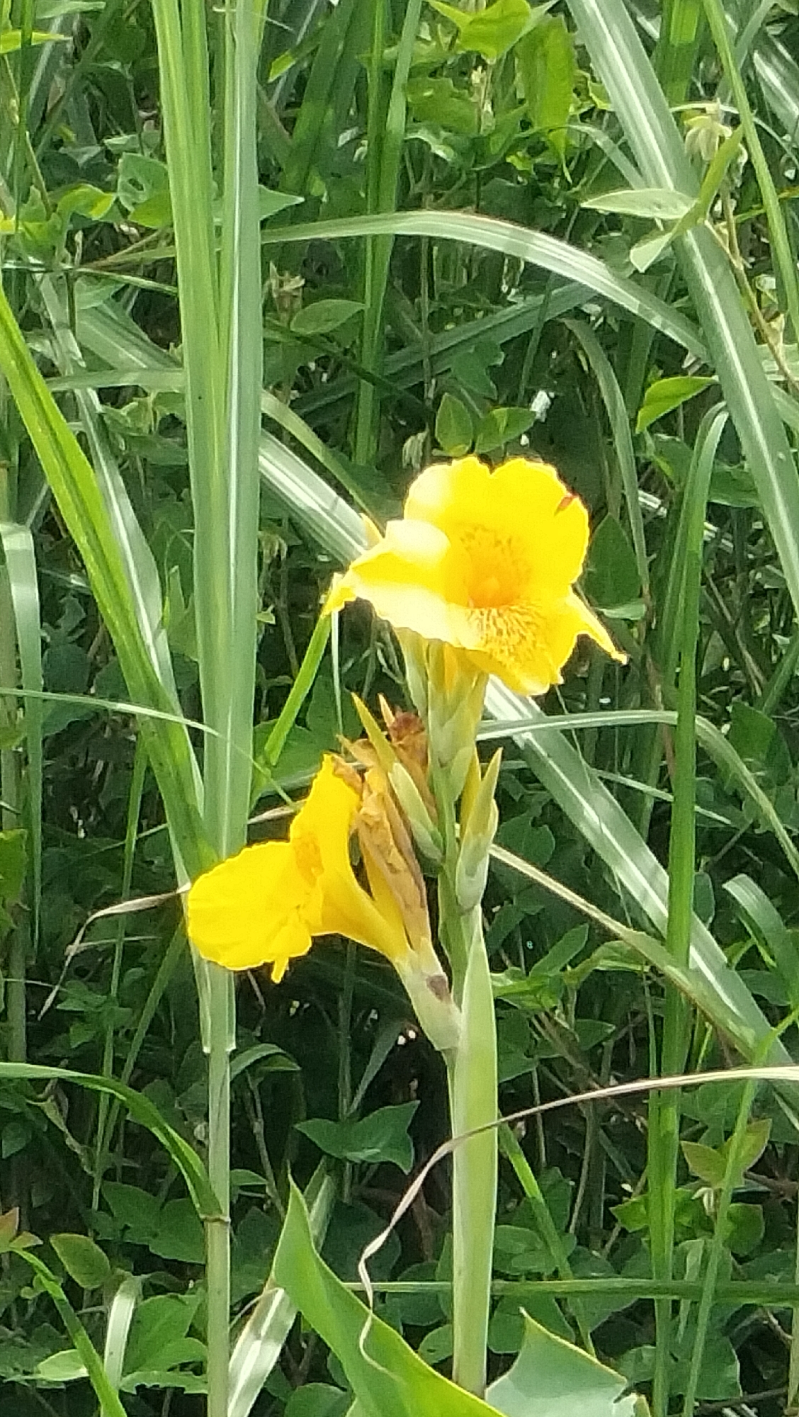 In the foreground of the image, two yellow canna lily flowers are in bloom. The larger flower at the top is fully open, revealing a bright yellow color with speckles of orange in the center. Below it, a second, partially bloomed flower is visible, also in a vibrant yellow hue. These flowers are set against a backdrop of lush green foliage, characteristic of Karangrejo, Indonesia, where such flora is common. Tall, reedy grasses with white stripes flank the flowers, adding a naturalistic element to the scene. The overall impression is one of natural beauty and vibrancy, typical of the verdant landscapes found in this Indonesian region.