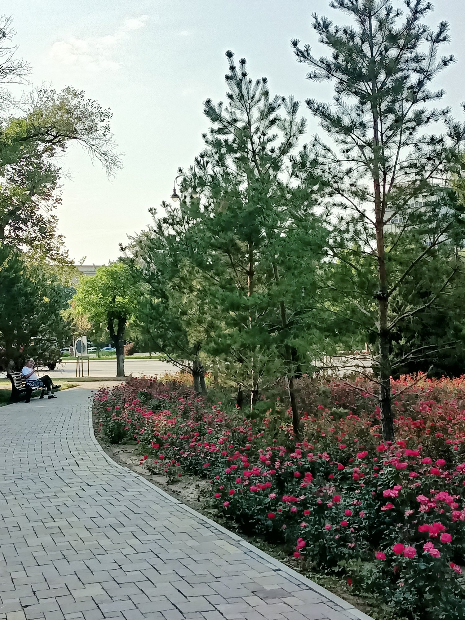 This image depicts a curved paved walkway in a park in Almaty, Kazakhstan. The walkway is made of light gray rectangular pavers laid in a herringbone pattern. To the right of the walkway, a dense bed of vibrant pink roses is in full bloom, bordered by lush green foliage and several pine trees. To the left of the walkway, a park bench is occupied by a person sitting down, looking away from the camera. Further back, various trees and some buildings are visible. The sky above is a pale blue with scattered white clouds, suggesting fair weather.
