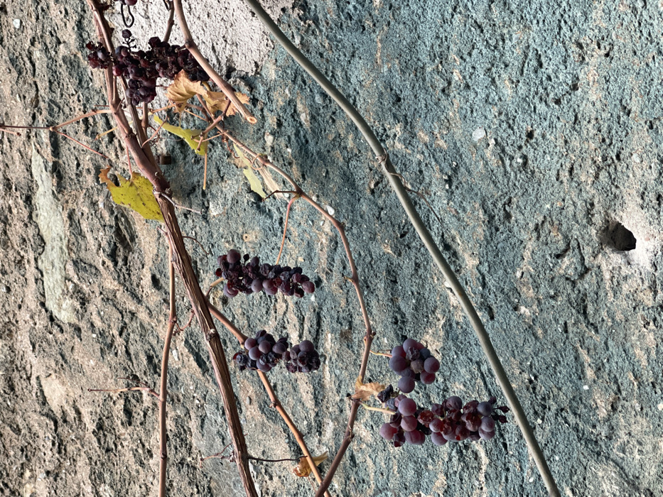 The image captures a close-up of a grapevine laden with clusters of dark purple, shriveled grapes against a textured wall. The grapevine consists of dry, woody branches and tendrils, with a few scattered, yellowed leaves, suggesting a late season or post-harvest state.
The background is a rough, uneven wall or rock surface that varies in color. On the left side, it appears light gray and beige, transitioning to a distinct blue-green tone on the right. A thick, light-colored cable or wire spans diagonally across the upper right portion of the frame, secured to the wall with a thinner wire. In the upper right corner of the blue-green section of the wall, a small, dark, irregular hole is visible.
The lighting is bright, indicating daytime conditions, and subtle shadows suggest sunlight. There are no people visible, nor any discernible text. The scene depicts a natural, rustic detail, likely outdoors in a location like Castione, Italy, given the context of grape cultivation.