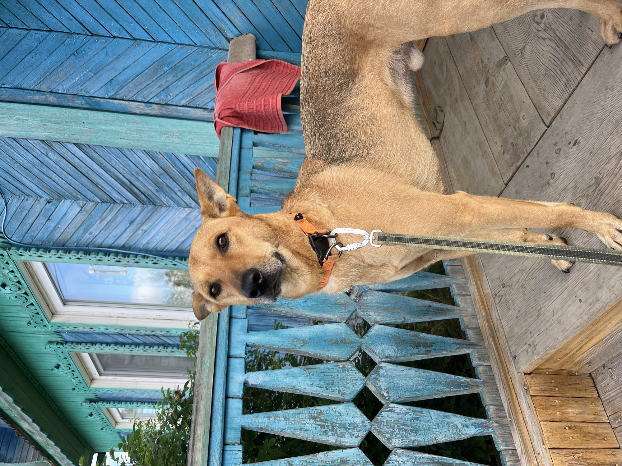 A medium-sized, light brown dog with dark markings on its back stands on a wooden porch in front of a blue wooden house. The dog is wearing an orange collar and a green leash. The house has decorative blue trim around the windows and a patterned wooden railing on the porch. A red towel is draped over the railing. The scene appears to be in a rural or suburban area of Nizhny Tagil, Russia.