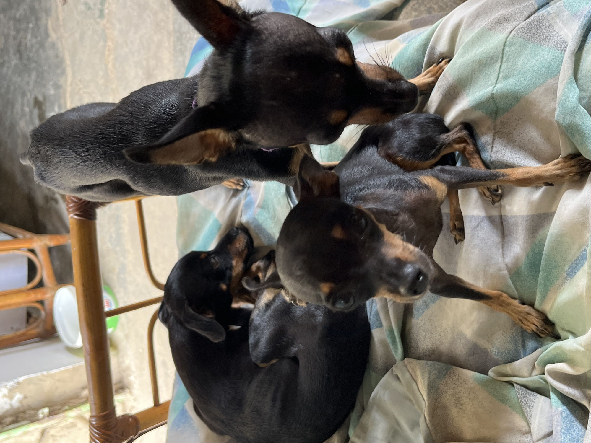 The image shows a group of four black and tan Miniature Pinscher dogs lying on a patterned blanket. Two dogs are in the foreground, one with its head resting on the other. Two more dogs are visible behind them, one on its back with its legs in the air, and another lying on its side. The dogs are of various sizes, suggesting they may be a litter or family. They appear to be resting or sleeping. The blanket is draped over a surface that appears to be a bed or couch. The background is blurred, but hints of a wooden chair and a wall are visible. The lighting suggests it could be daytime. The dogs' expressions are relaxed. There is no visible text in the image. The context provided states the location is Juan Griego, Venezuela, suggesting an indoor domestic setting.