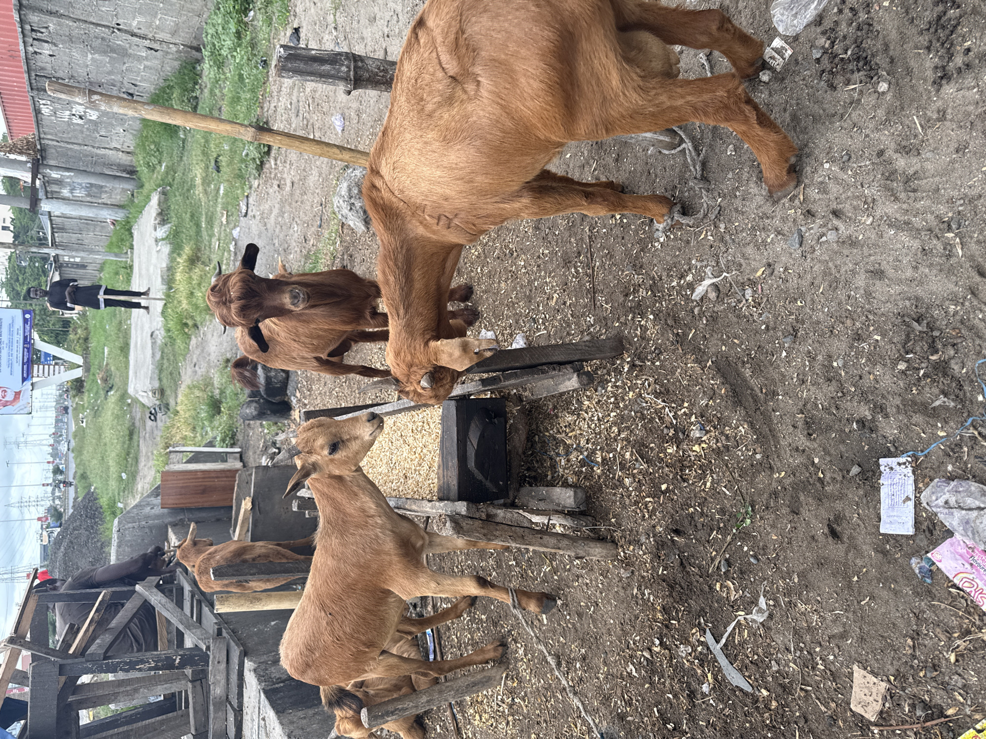 This image depicts an outdoor scene in Lekki, Nigeria, centered on several brown goats. Multiple goats are gathered around a wooden feeding trough filled with grain or corn kernels, actively eating. One goat, prominent in the foreground, stands observing to the right, while others have their heads down in the trough. The ground is a mix of dirt and sand, littered with wood shavings, scattered feed, and various pieces of rubbish including plastic bags and wrappers. Ropes are visible on the ground, possibly used for tethering the animals.
In the background, two individuals are present. On the left, a man in dark clothing stands on a paved path beside a concrete wall. Further left and partially obscured by wooden structures, another person in dark attire is visible, potentially tending to the animals or managing the informal setup. The scene suggests an urban or peri-urban animal pen or market stall, characterized by makeshift wooden structures, concrete walls, and visible power lines and buildings in the distance.
The lighting indicates it is daytime, with diffused light suggesting an overcast sky. A large billboard in the far background prominently displays text, partially readable as "CORONAVIRUS AND BREATHALYTE" with the word "IMPACT" visible below, likely a public service announcement or event promotion. Other visible text includes "KENTE" and "FLAVOUR" on discarded wrappers on the ground. The overall impression is a bustling, functional animal-keeping area within a developing urban landscape.